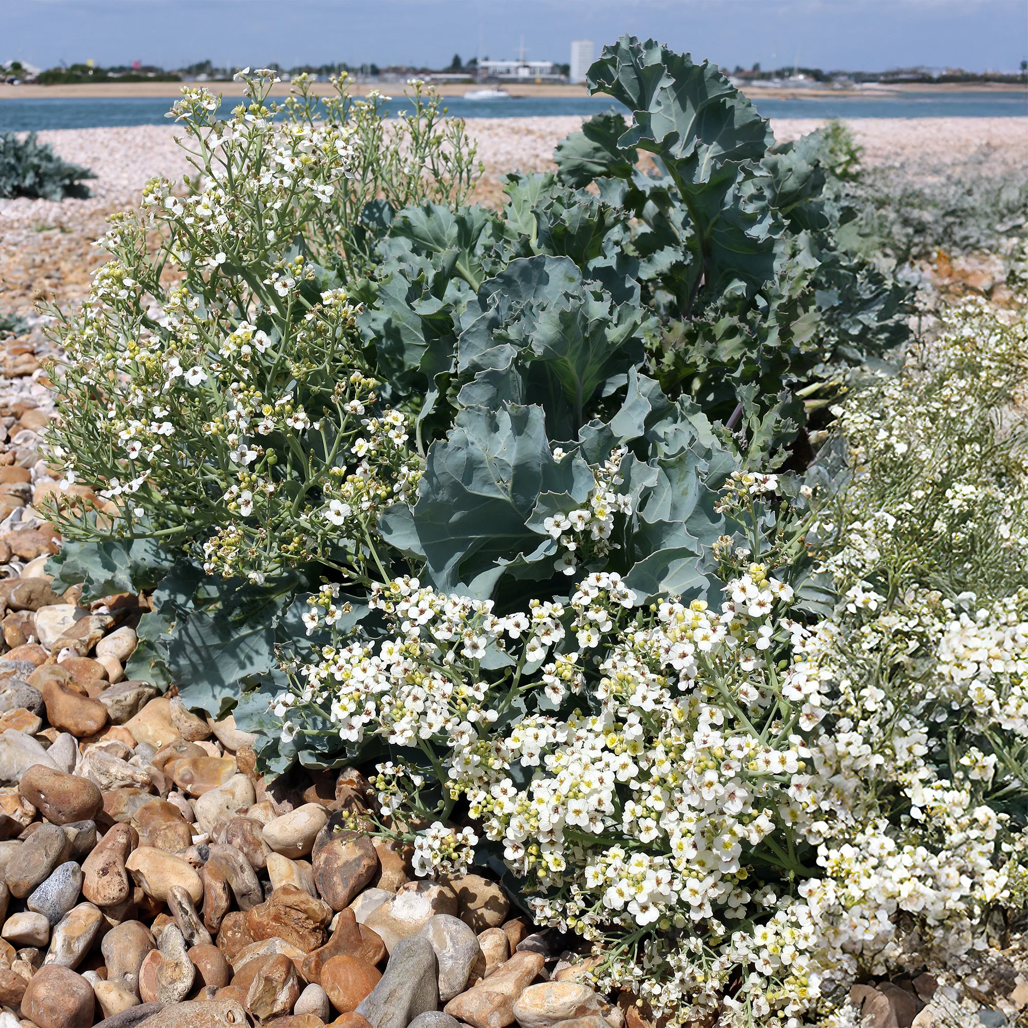 Küsten-Meerkohl - Image 5