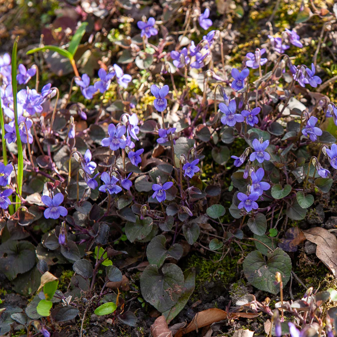 Labrador-Veilchen - Image 2