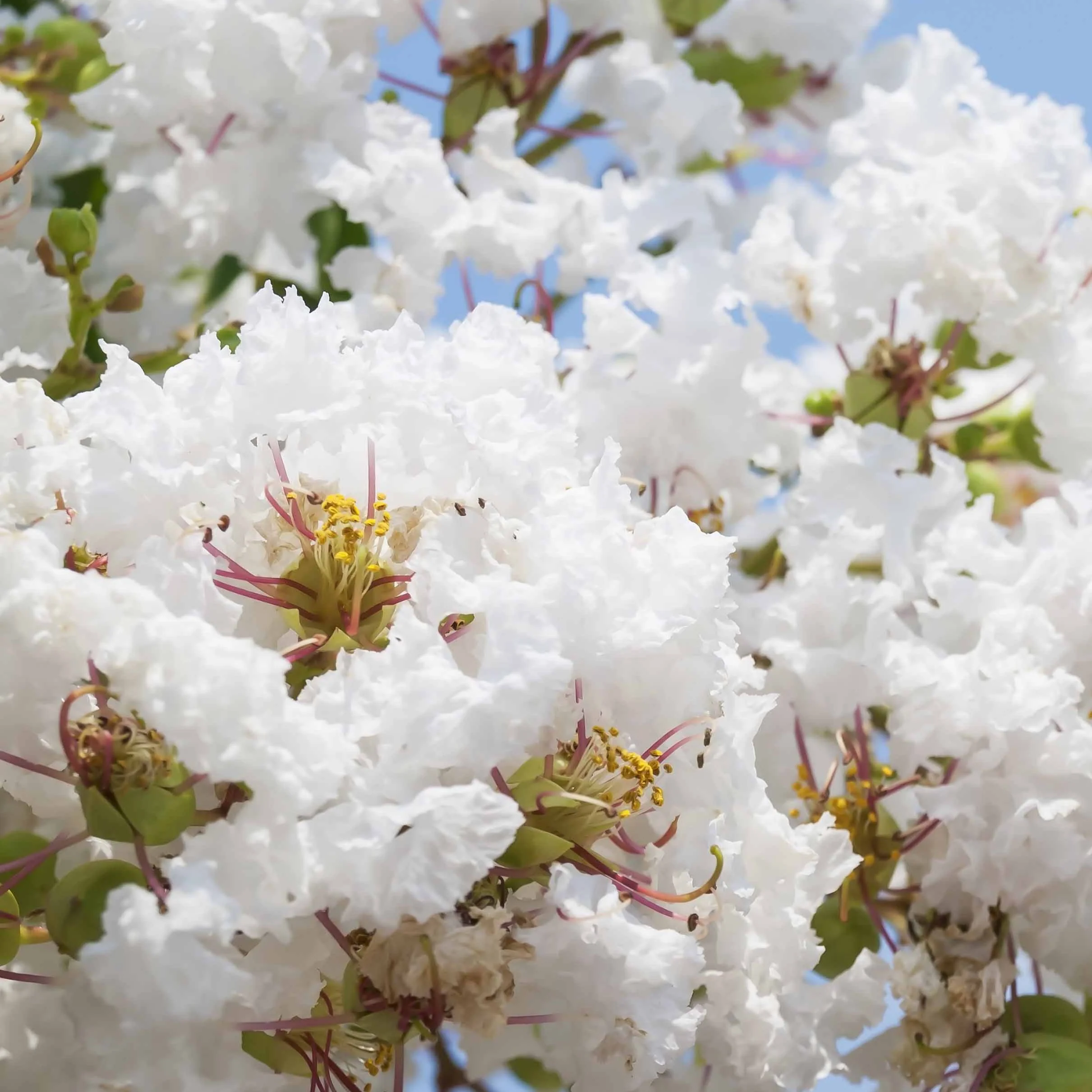 Lagerströmie ‘Neige d’Été’ - Image 3