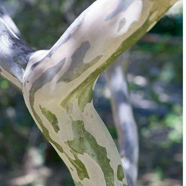 Lagerströmie ‘Neige d’Été’ - Image 4