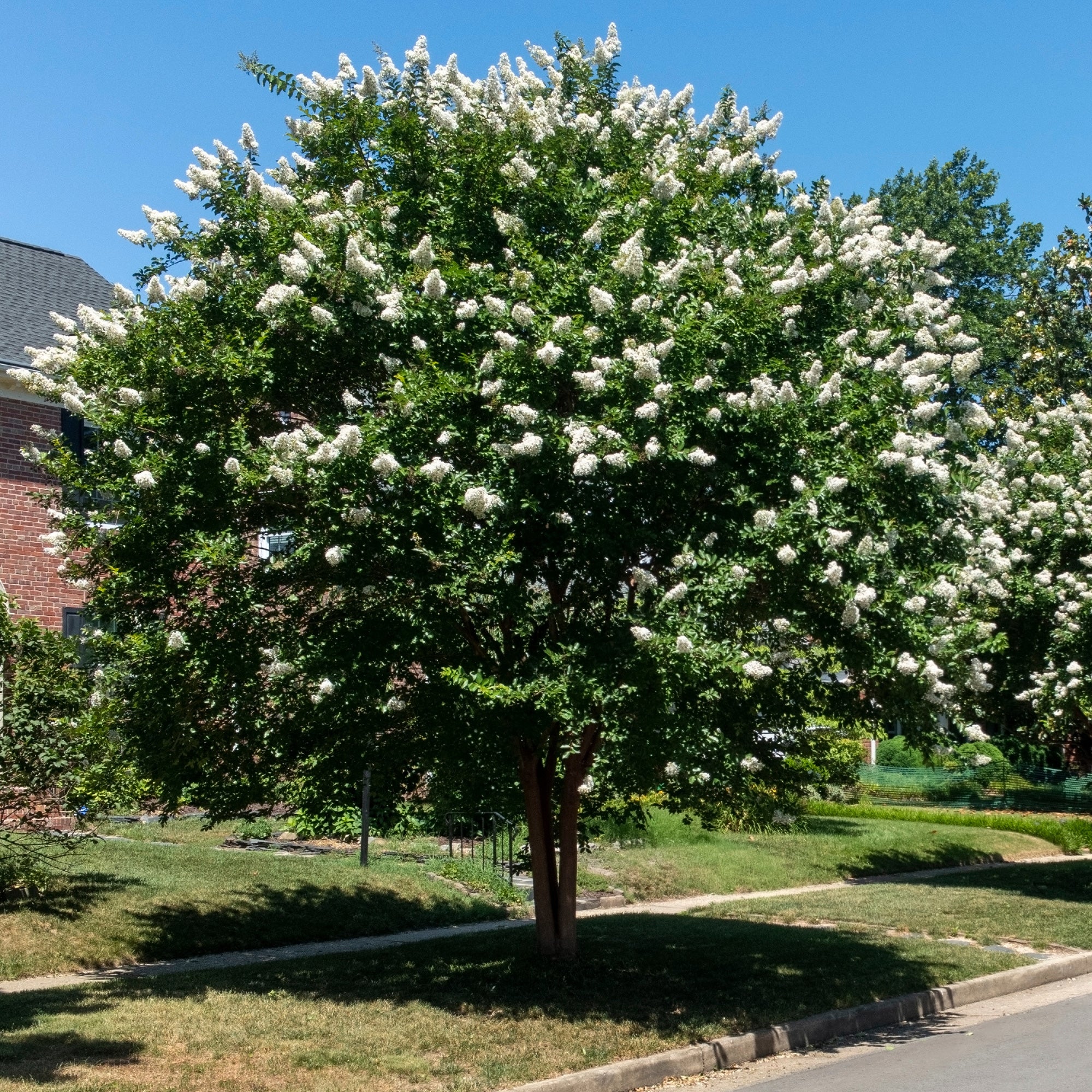 Lagerströmie ‘Neige d’Été’ - Image 5