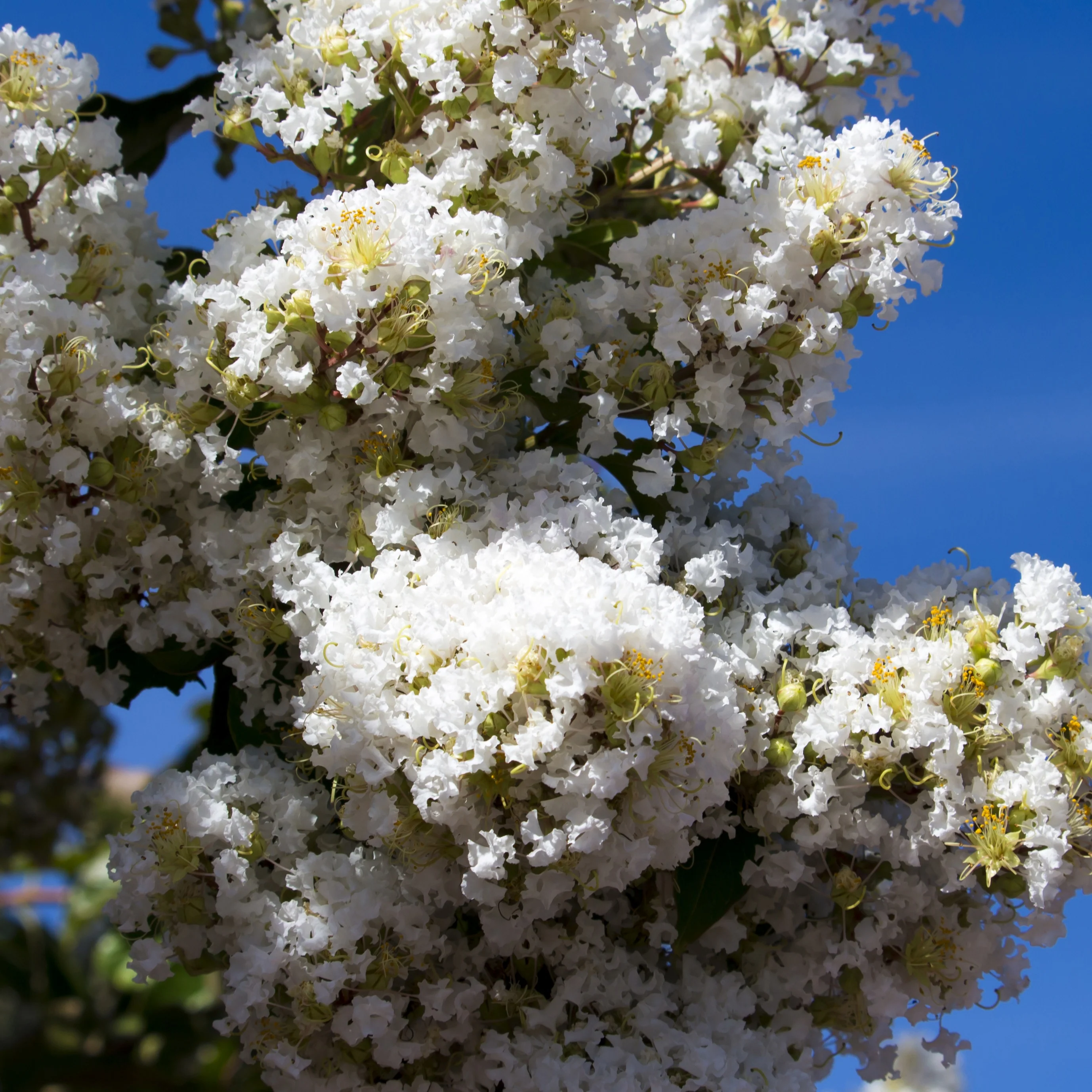Lagerströmie ‘Neige d’Été’ - Image 6