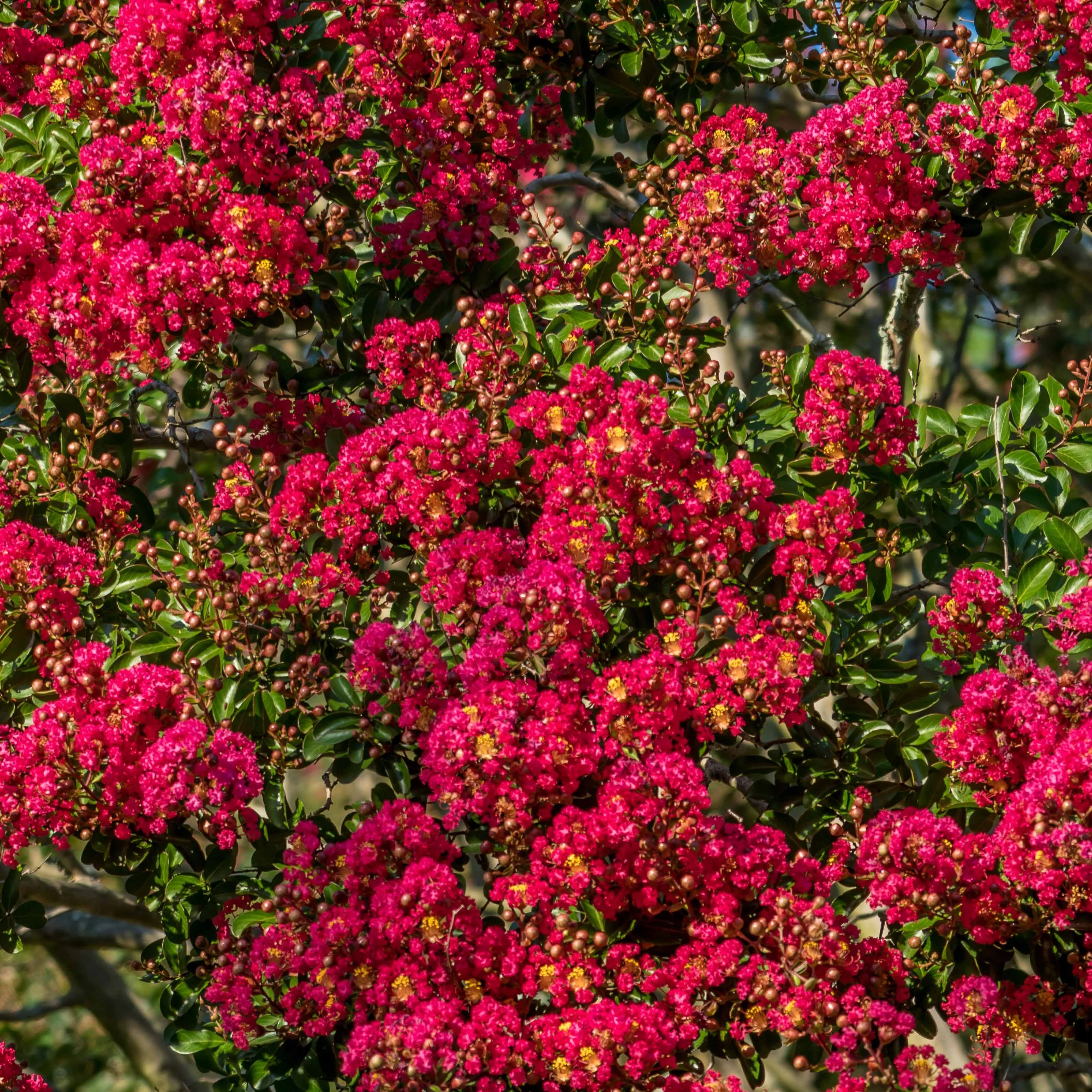 Lagerströmie ‘Red Imperator’ - Image 2