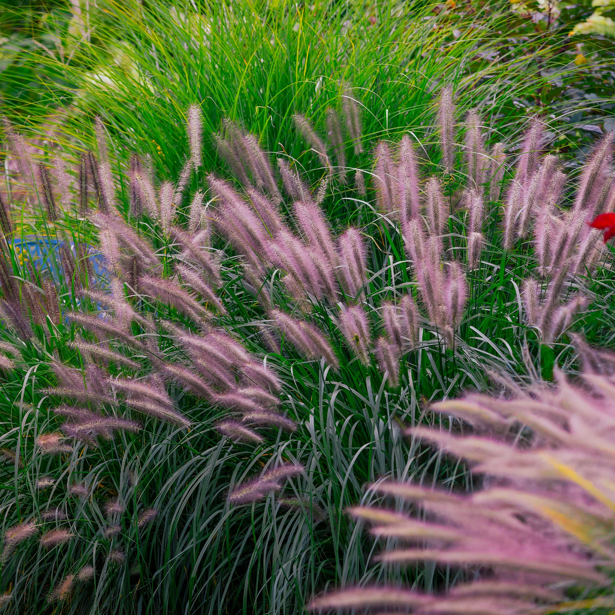 Lampenputzergras ‘Red Head’