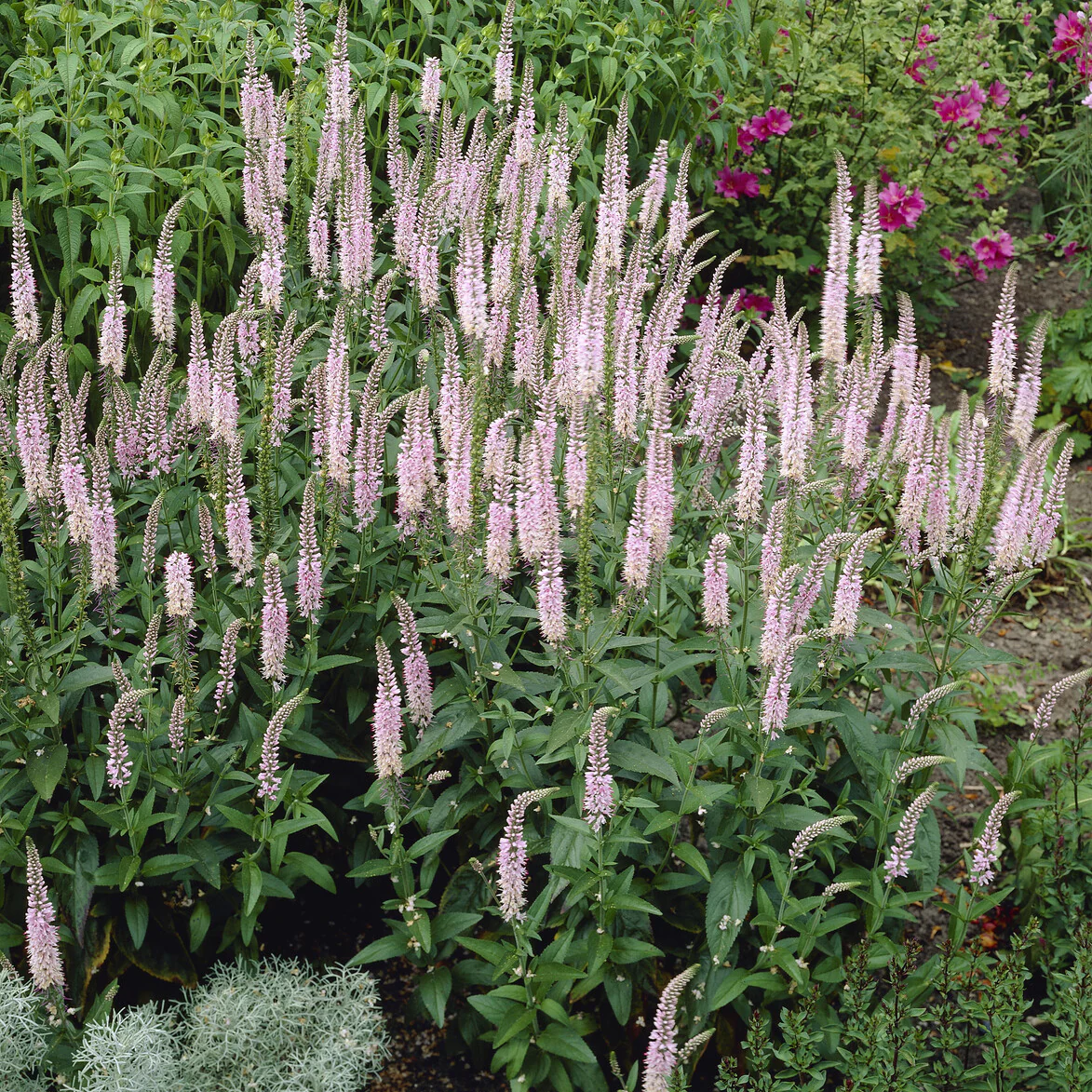 Langblättriger Ehrenpreis 'Pink Damask' - Image 3