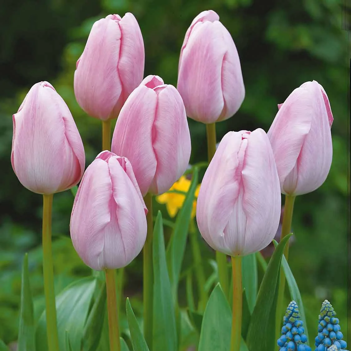 Langstielige Tulpen-Kollektion (x20) - Image 3