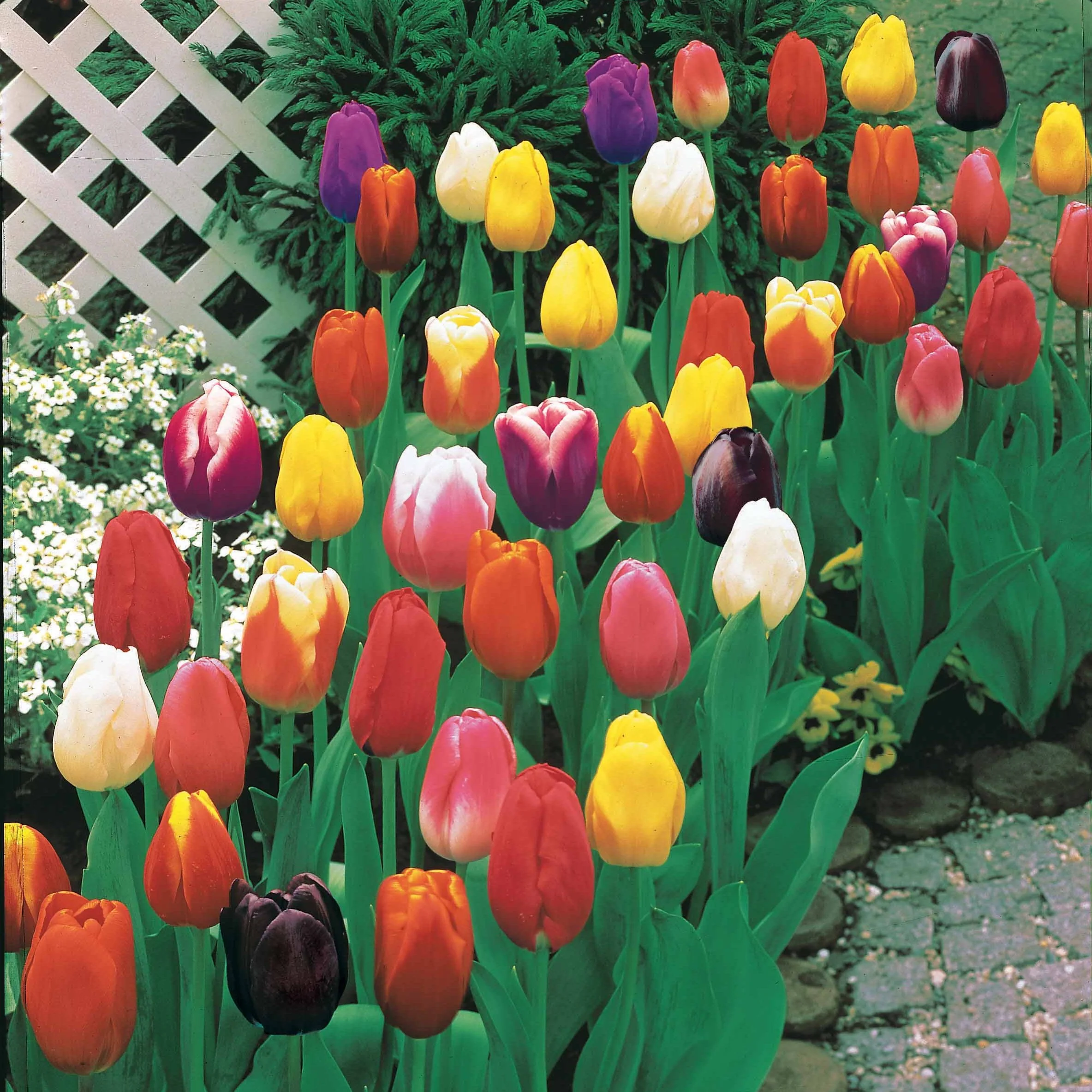 Langstielige Tulpen Mischung (x50)