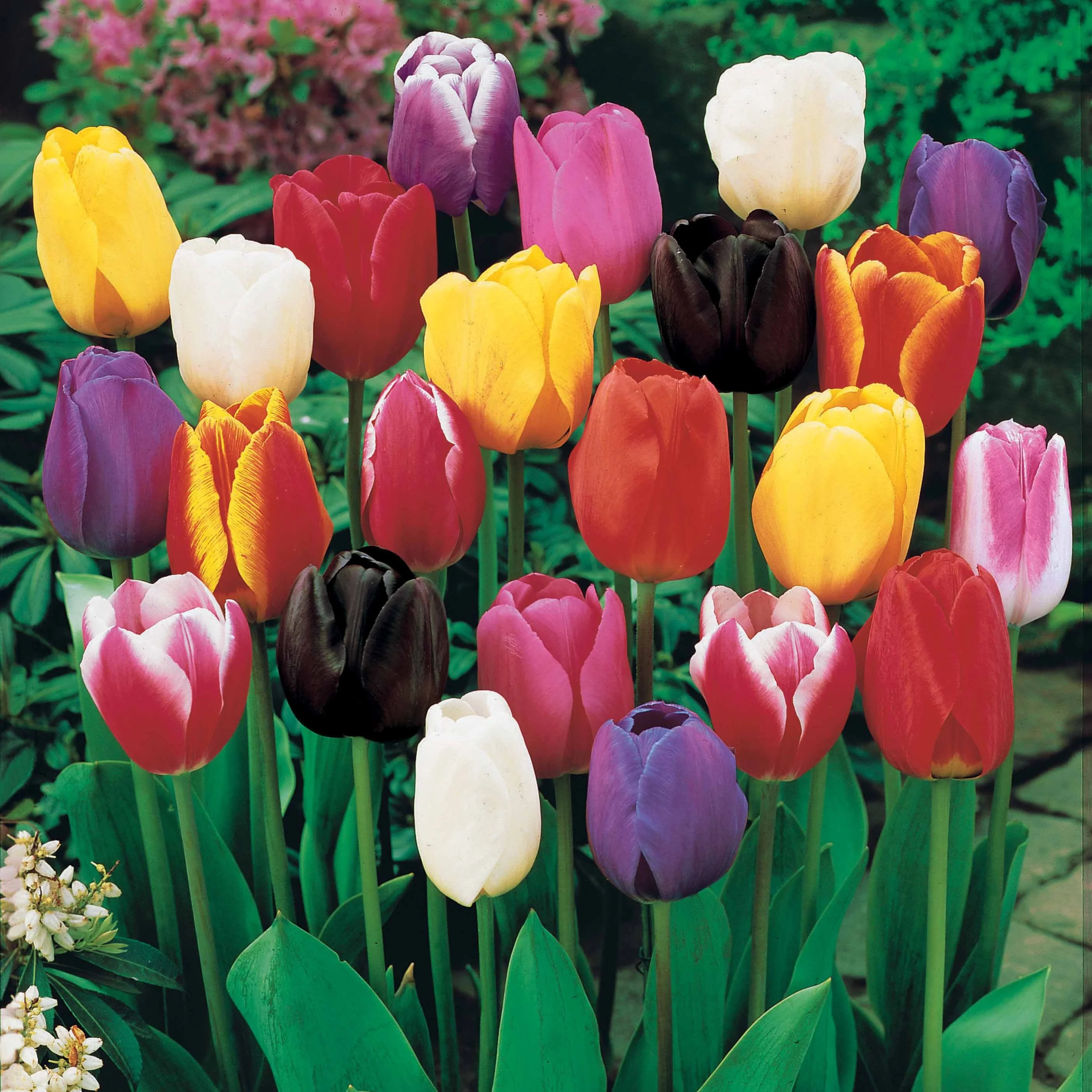 Langstielige Tulpen Mischung (x50) - Image 2