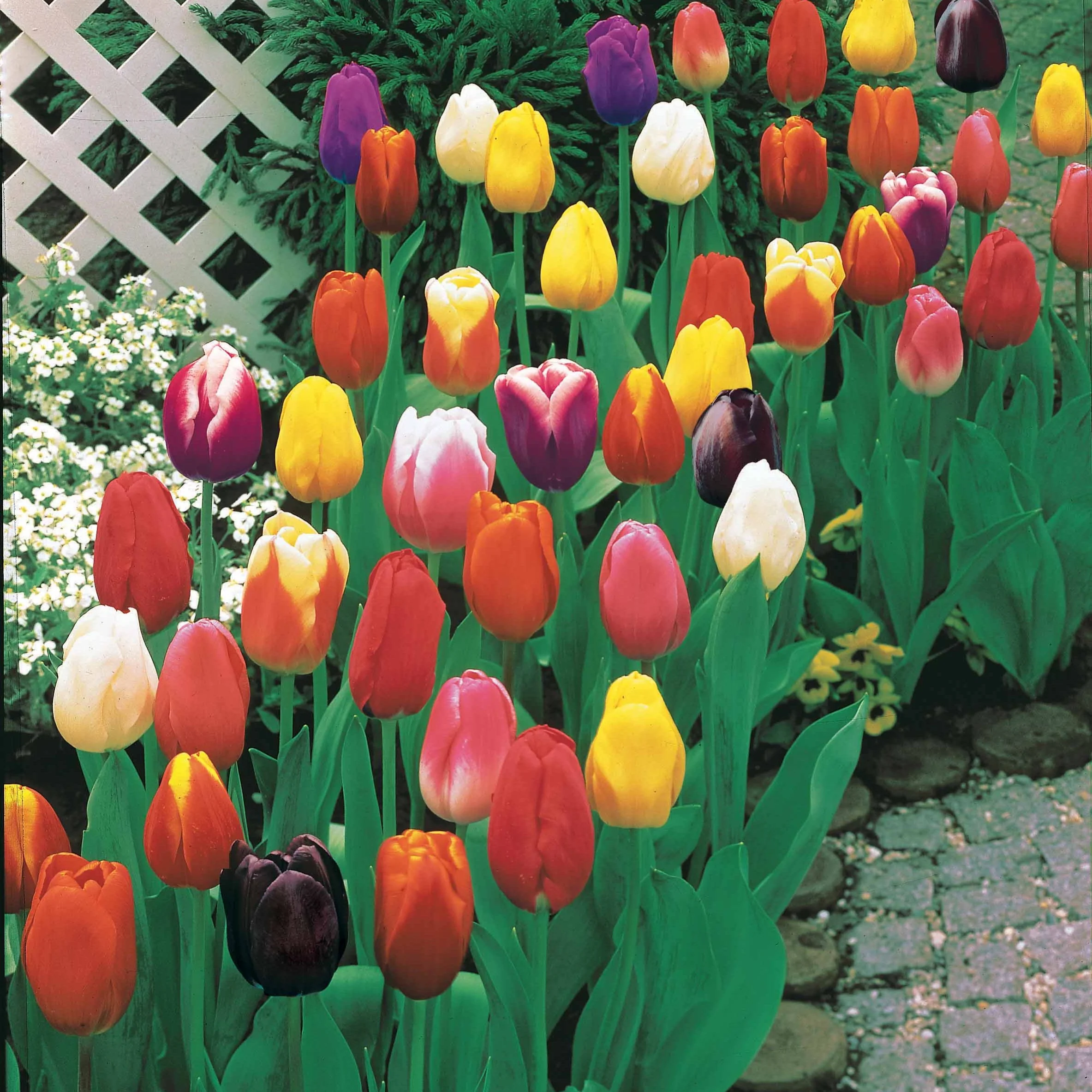 Langstielige Tulpen Mischung (x75) - Image 3