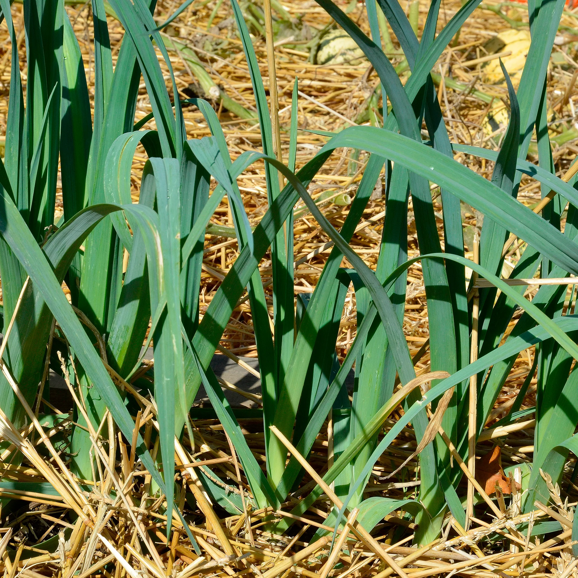 Lauch Bleu de Solaise