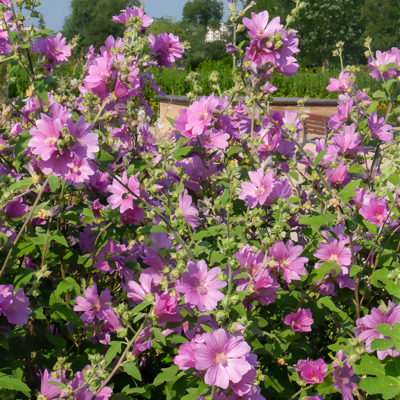 Lavatera Bredon Springs