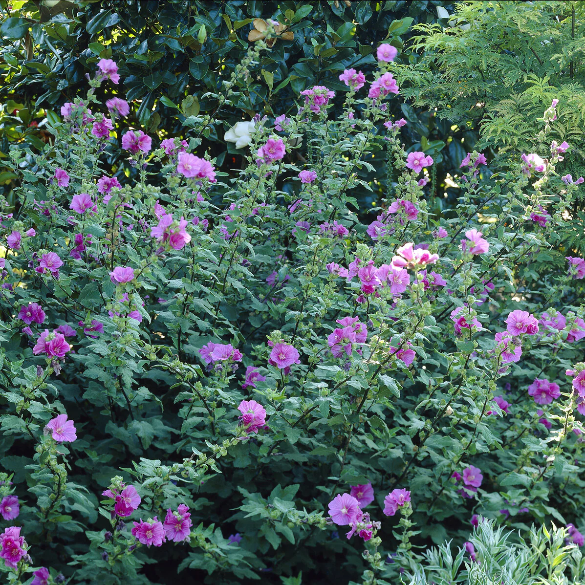 Lavatera Bredon Springs - Image 2
