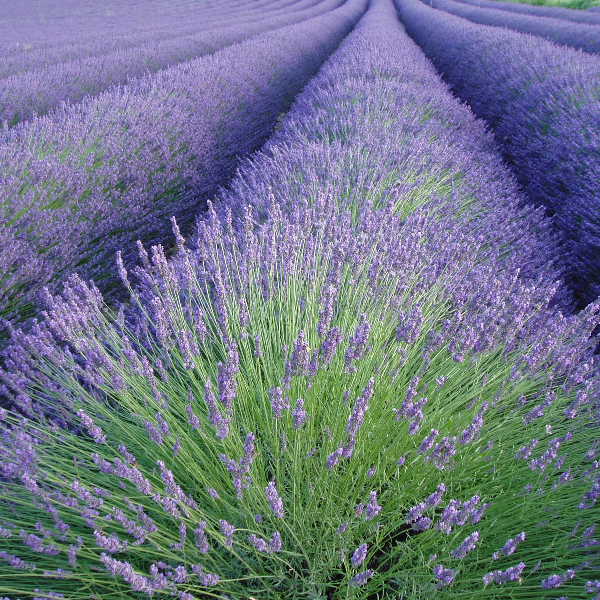 Lavendel