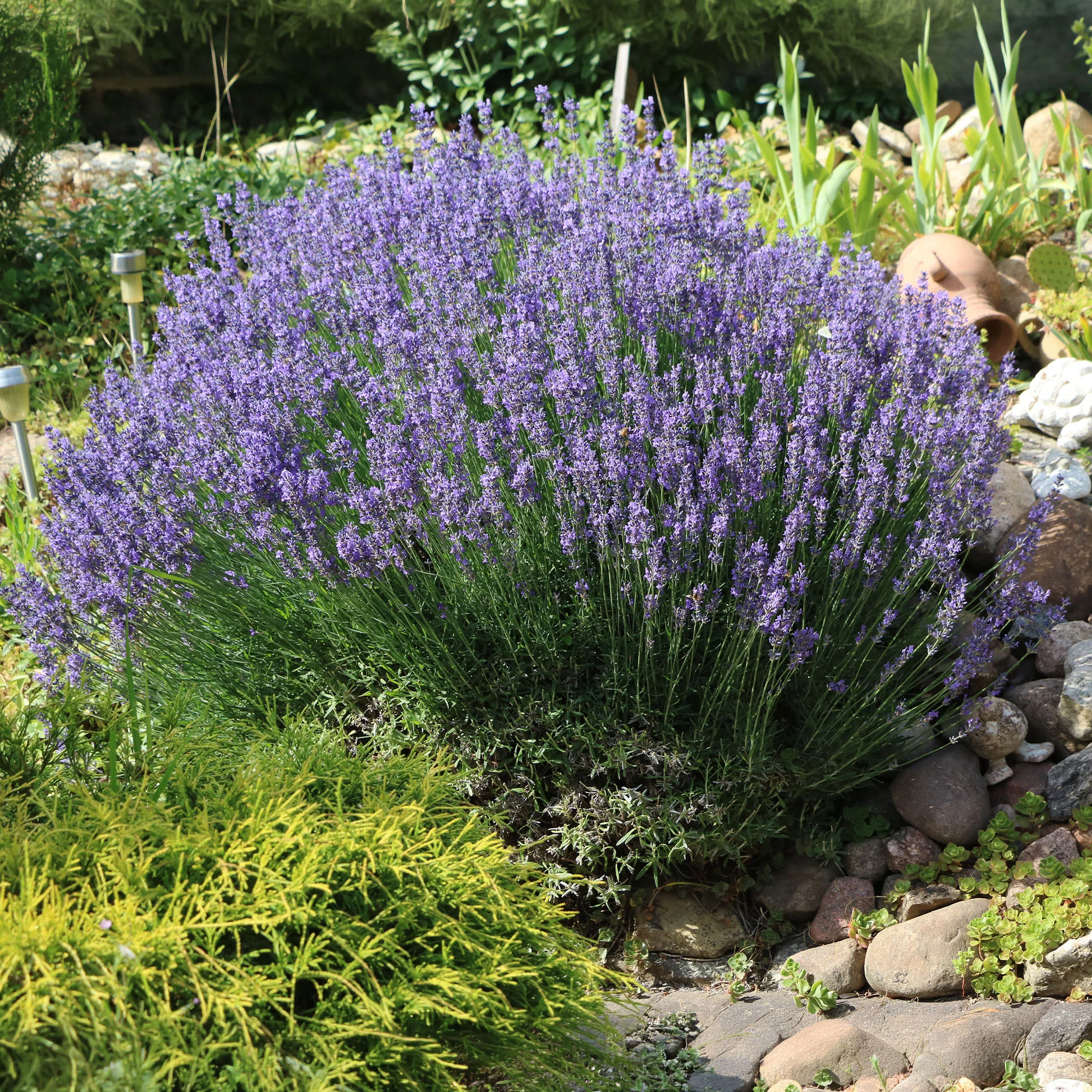 Lavendel - Image 2