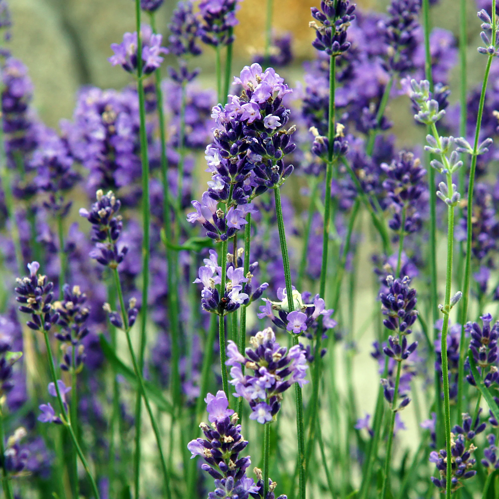 Lavendel Bio