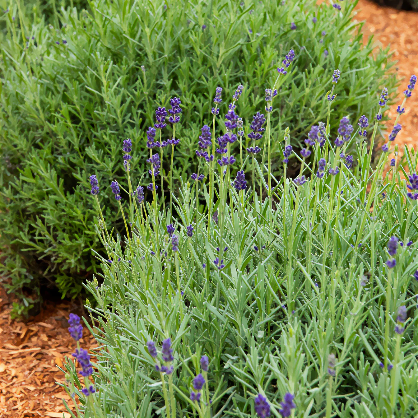 Lavendel-Kollektion 'Ardèche' (x3) - Image 3