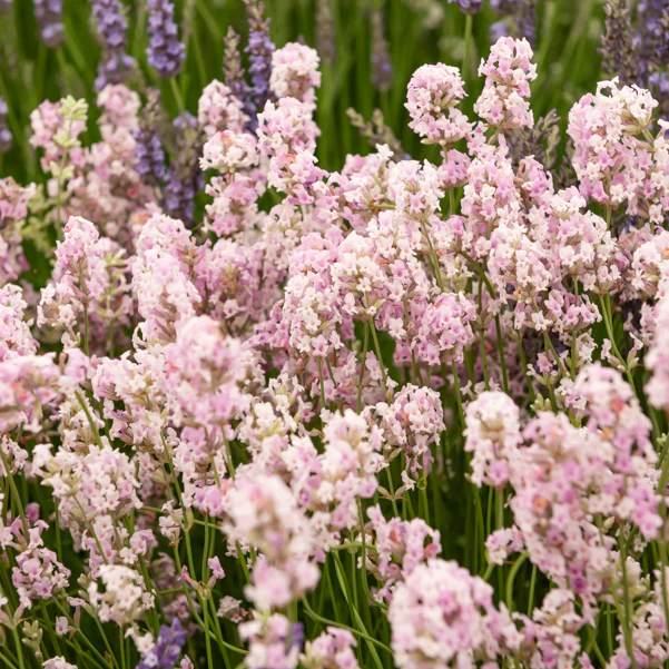 Lavendel 'Rosea' - Image 2