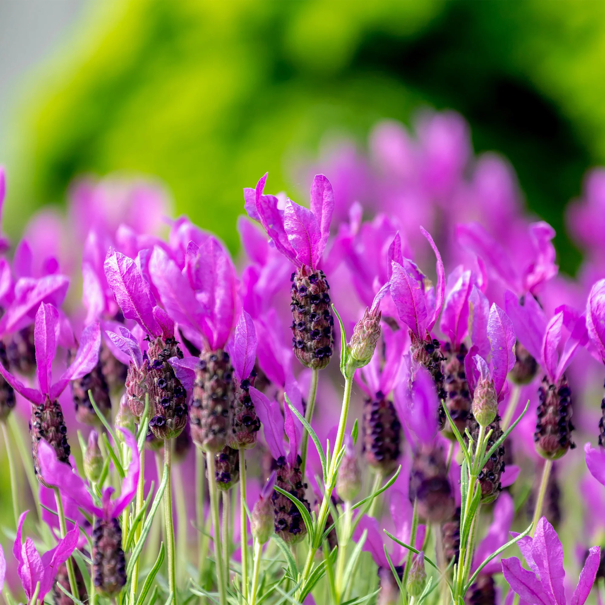 Lavendel The Princess ® Lavender - Image 3