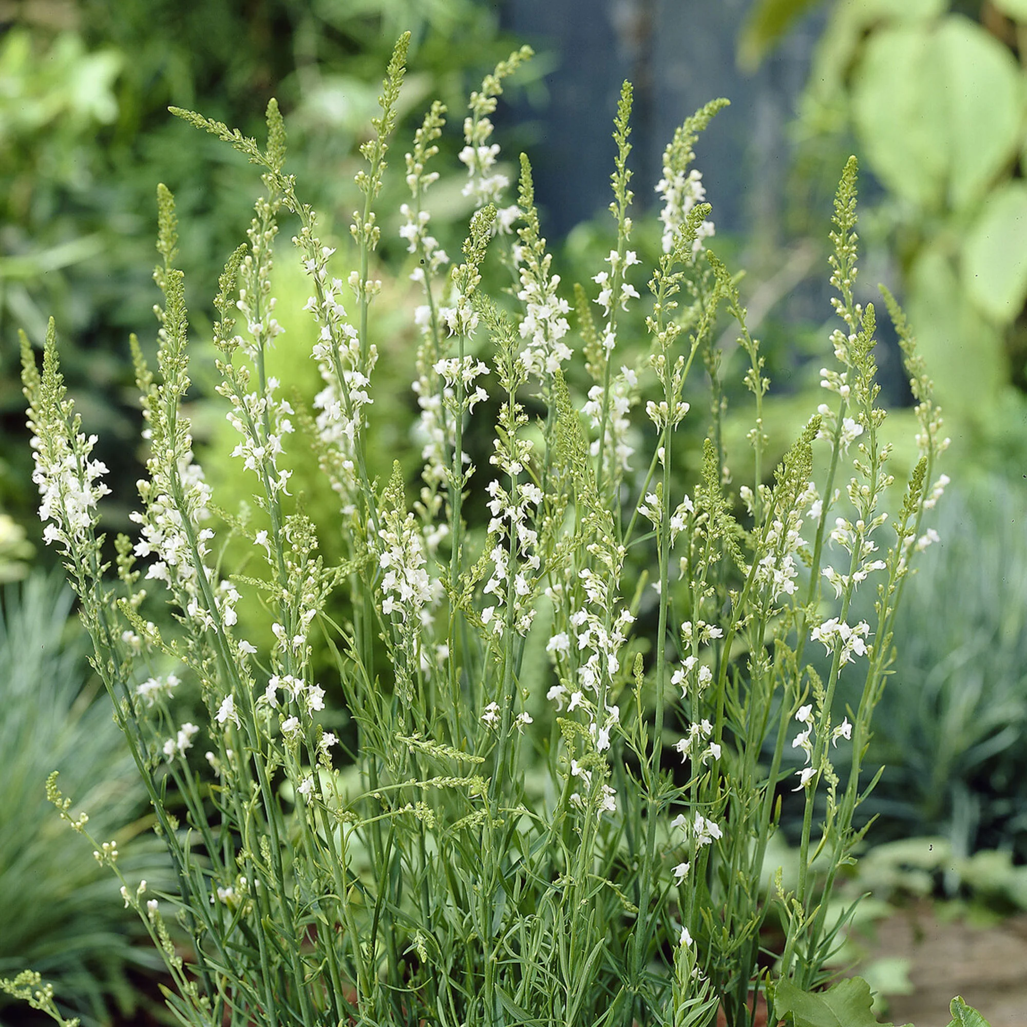 Leinkraut ‘Springside White’
