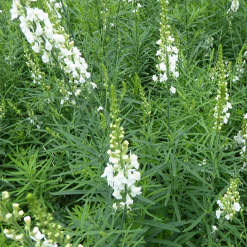 Leinkraut ‘Springside White’ - Image 2