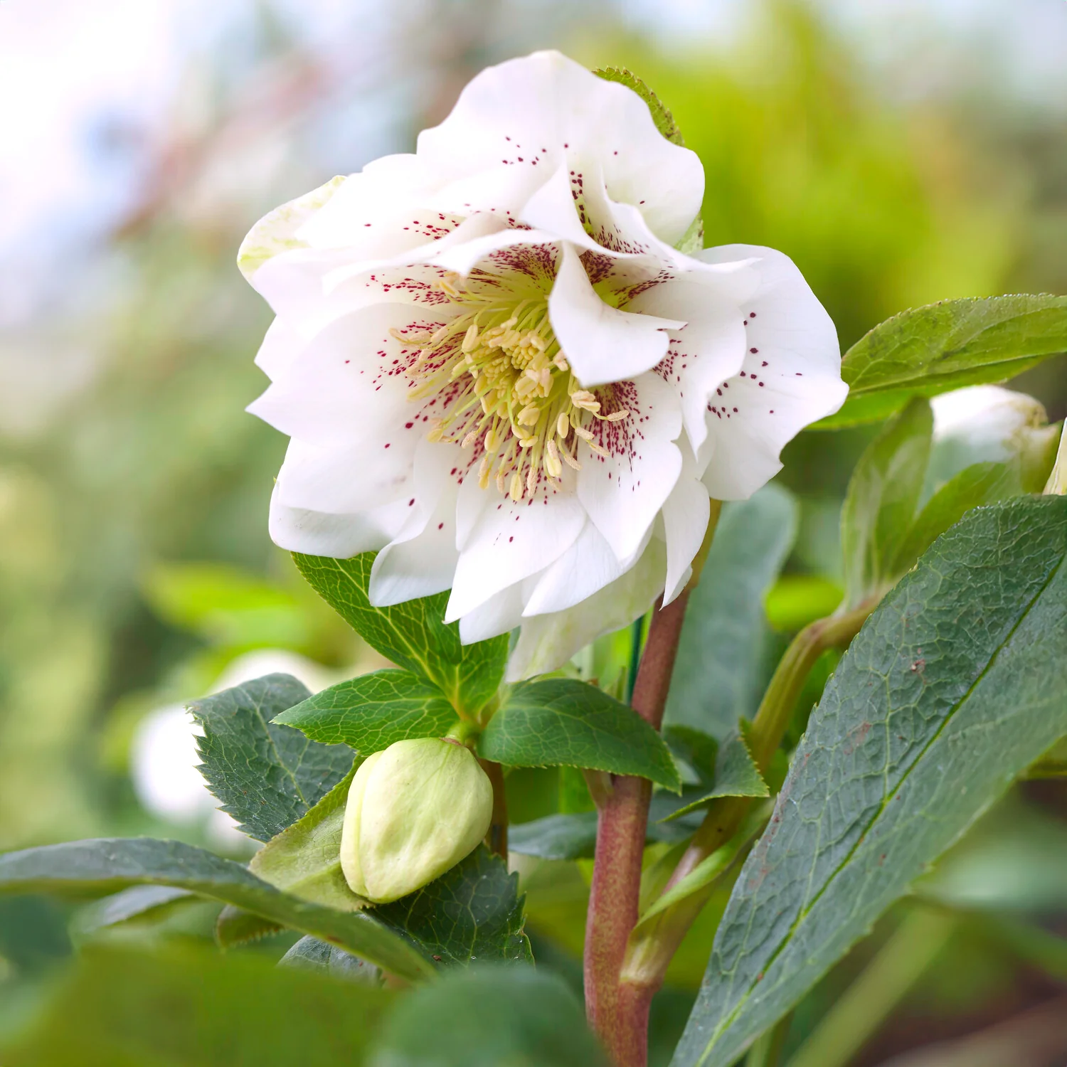 Lenzrose ‘Double Ellen White Spotted’ (x2)
