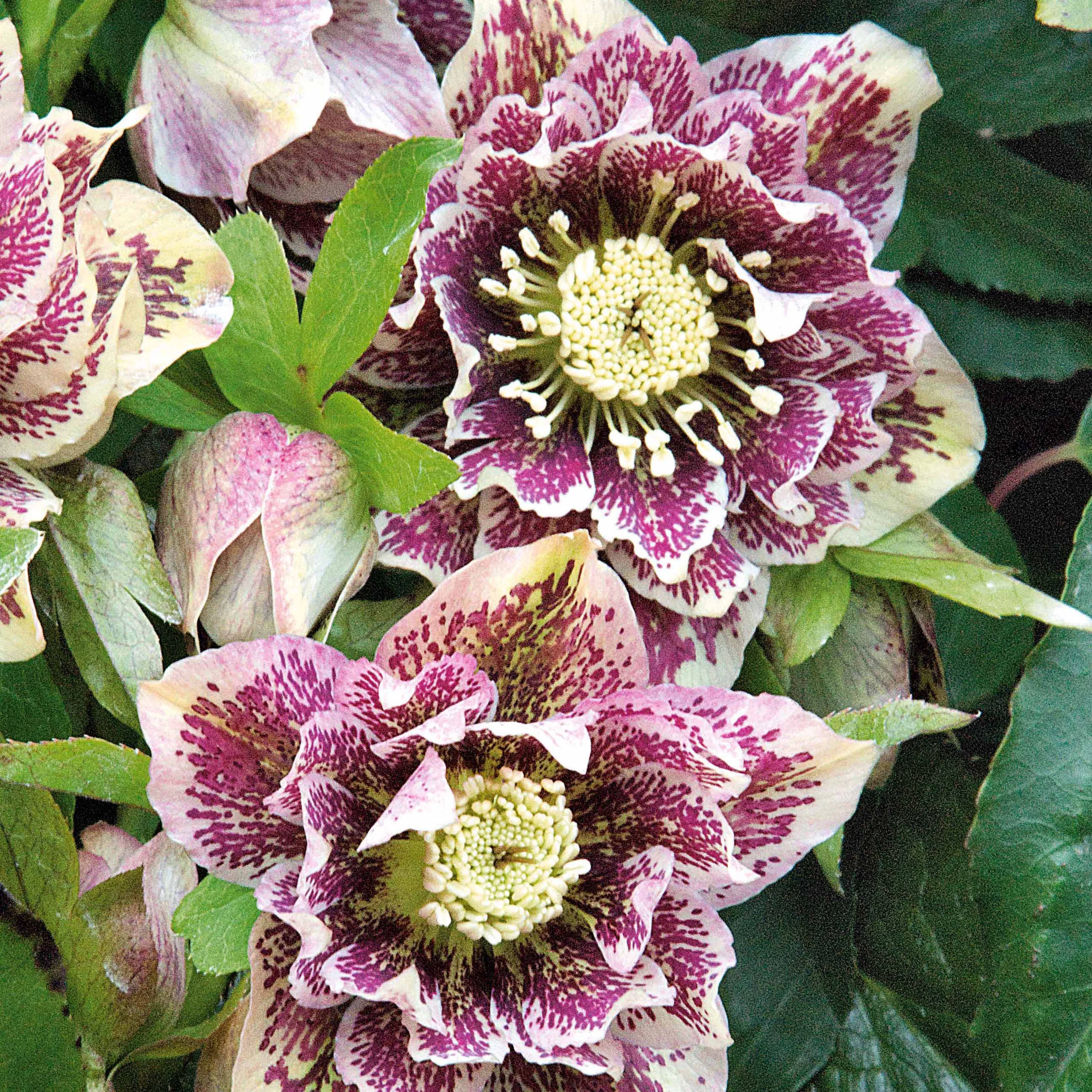 Lenzrose ‘Double Ellen White Spotted’ (x2) - Image 2