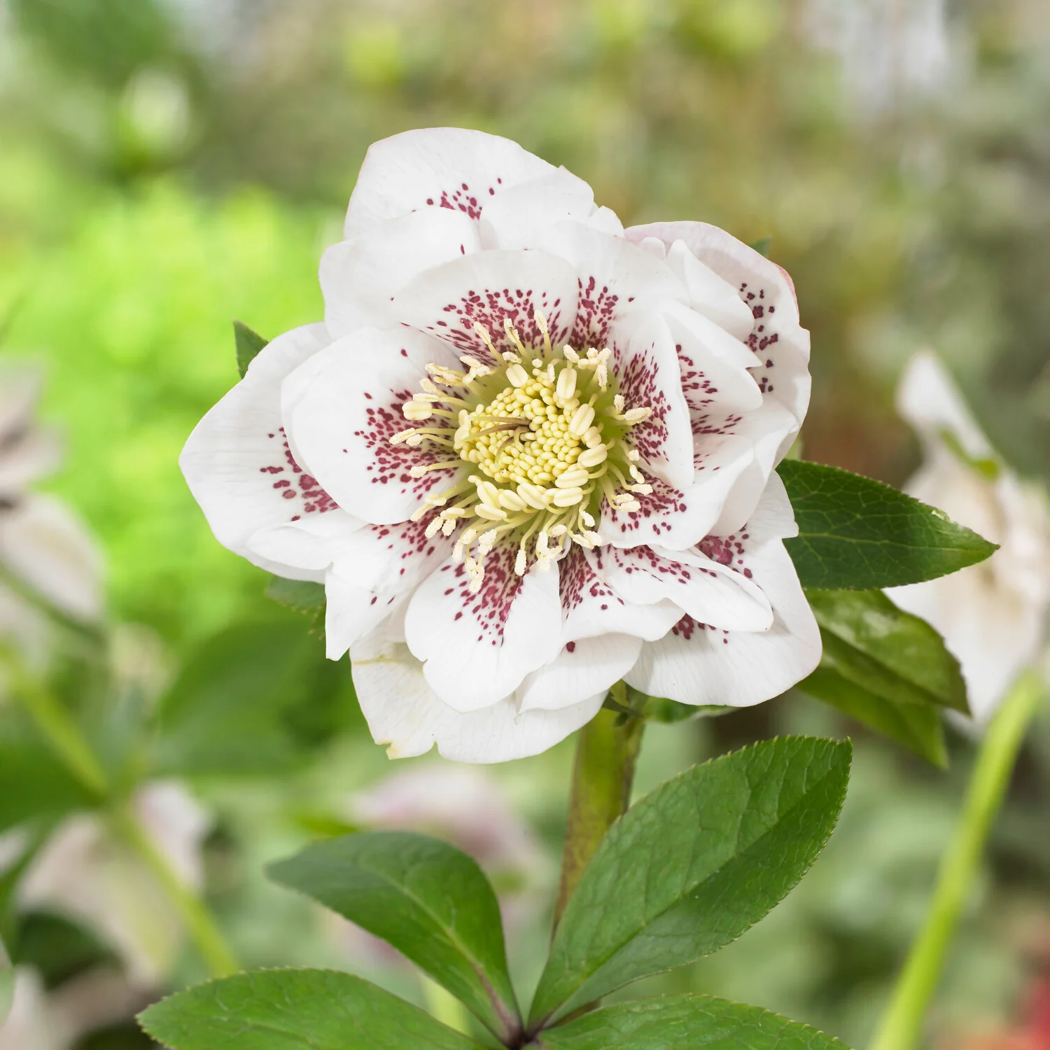 Lenzrose ‘Double Ellen White Spotted’ (x2) - Image 3