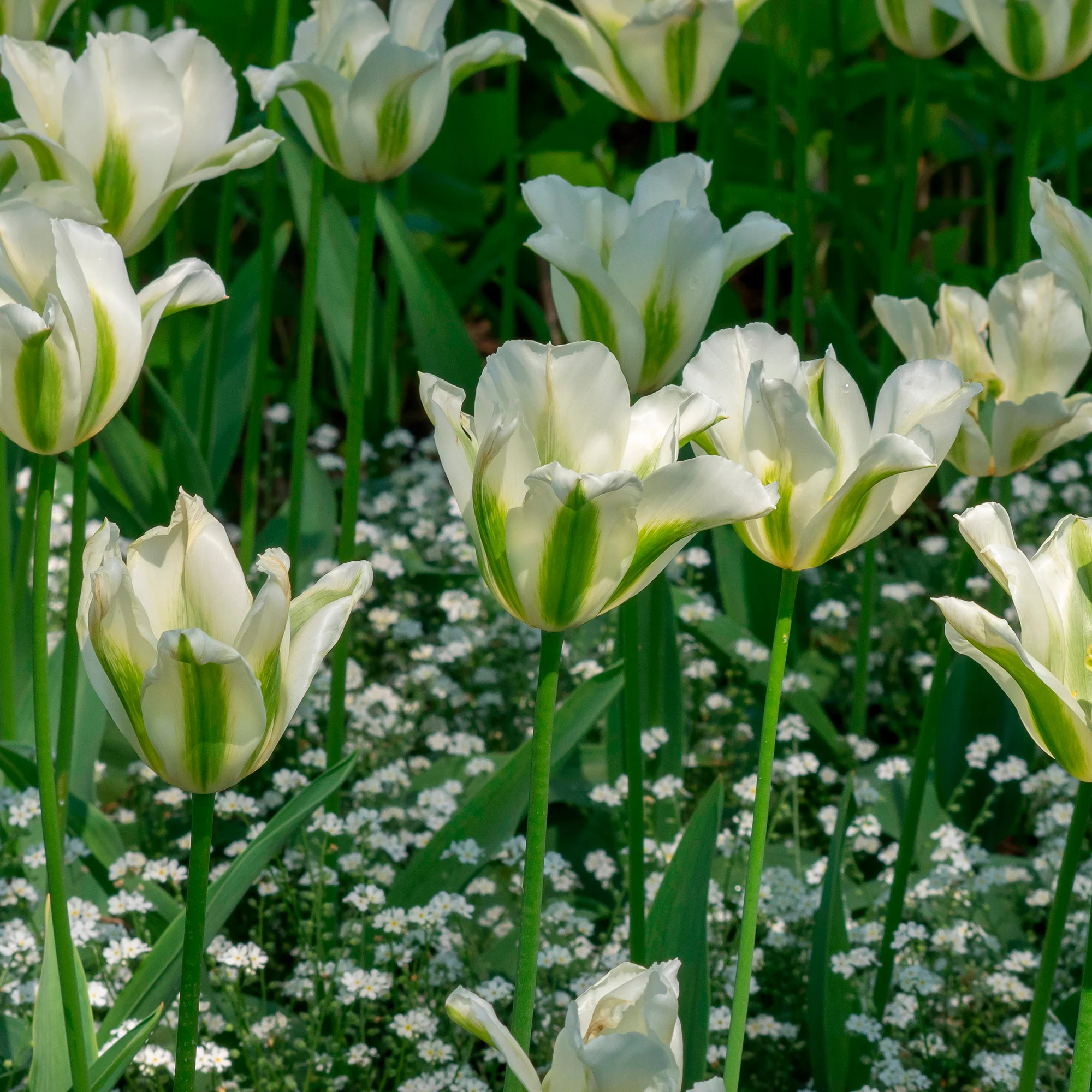Lilienblütige Tulpe 'Greenstar' (x10) - Image 3