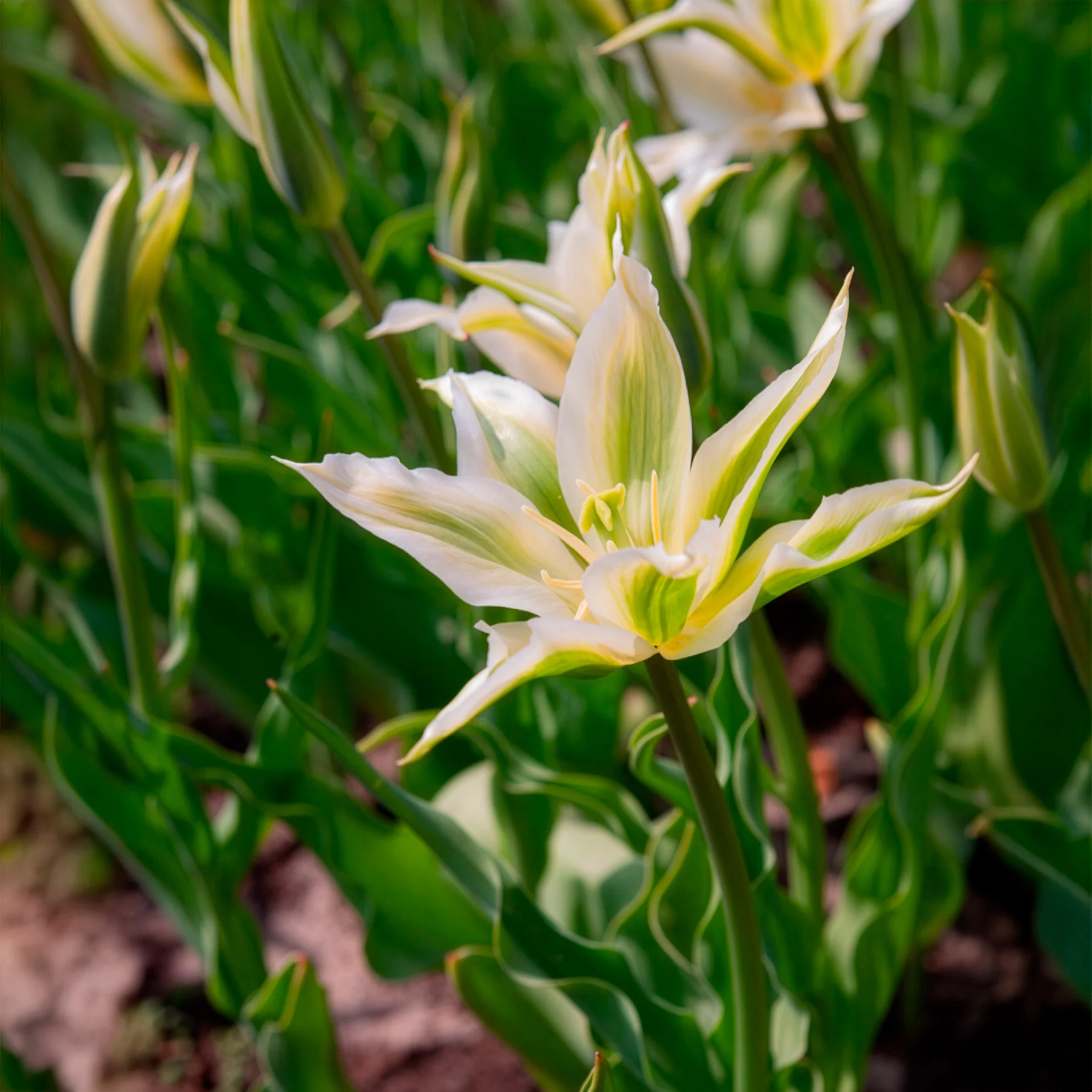 Lilienblütige Tulpe 'Greenstar' (x10) - Image 6