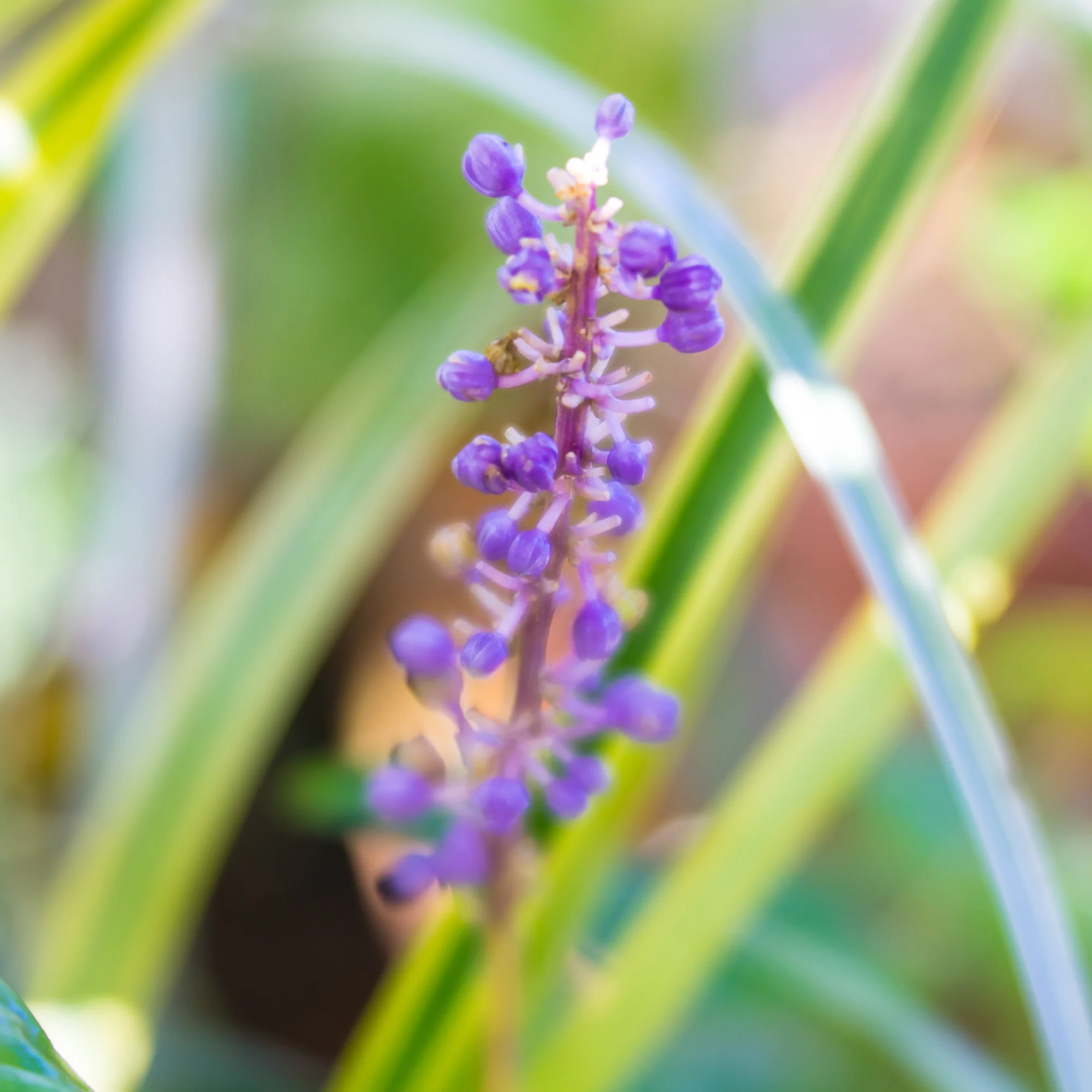 Liliengras Gold Banded - Image 3