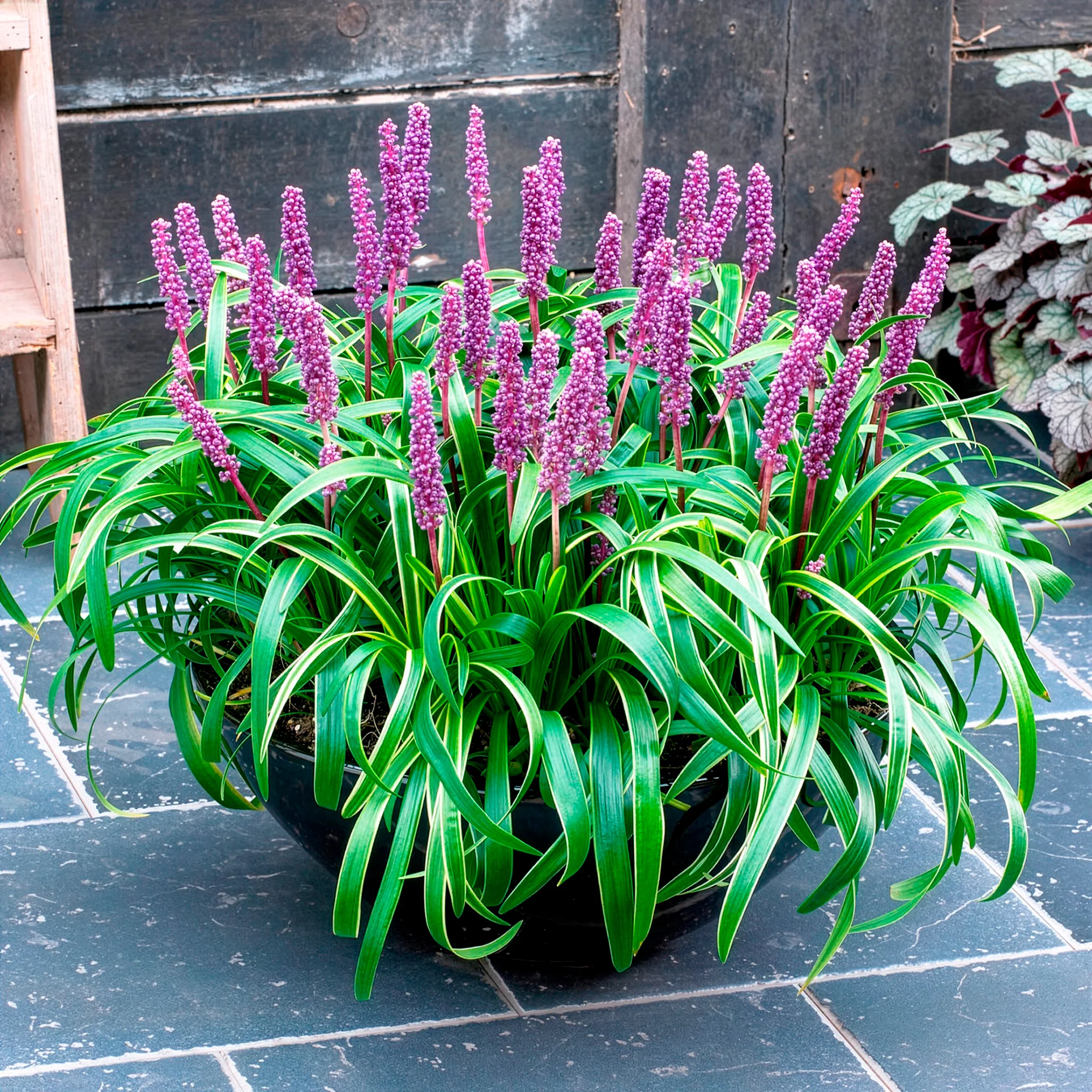 Liliengras Gold Banded - Image 4