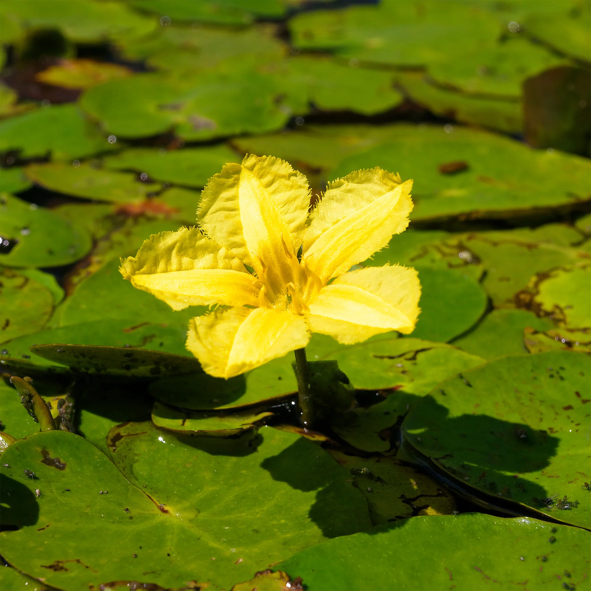 Limnantheme Falsche Seerose - Image 4