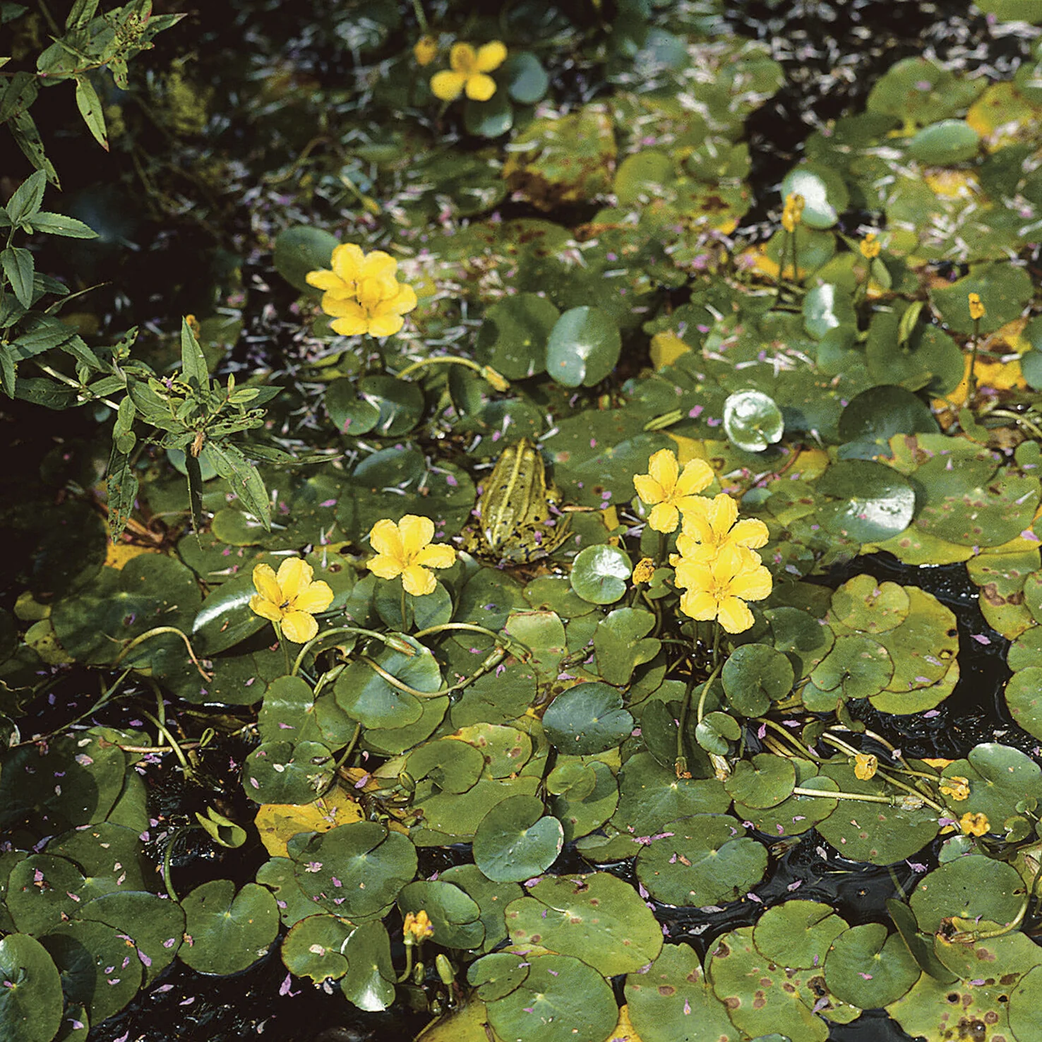 Limnantheme Falsche Seerose - Image 6