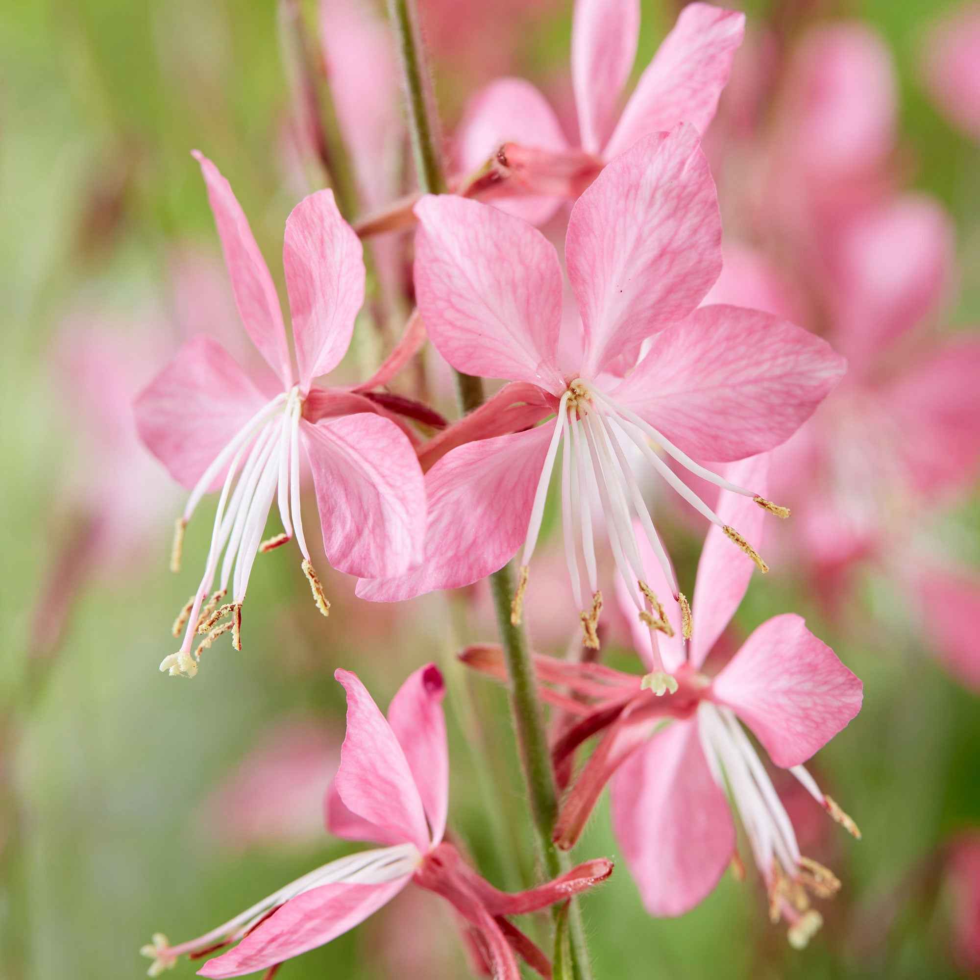 Lindheimers Prachtkerze 'Siskiyou Pink' - Image 5