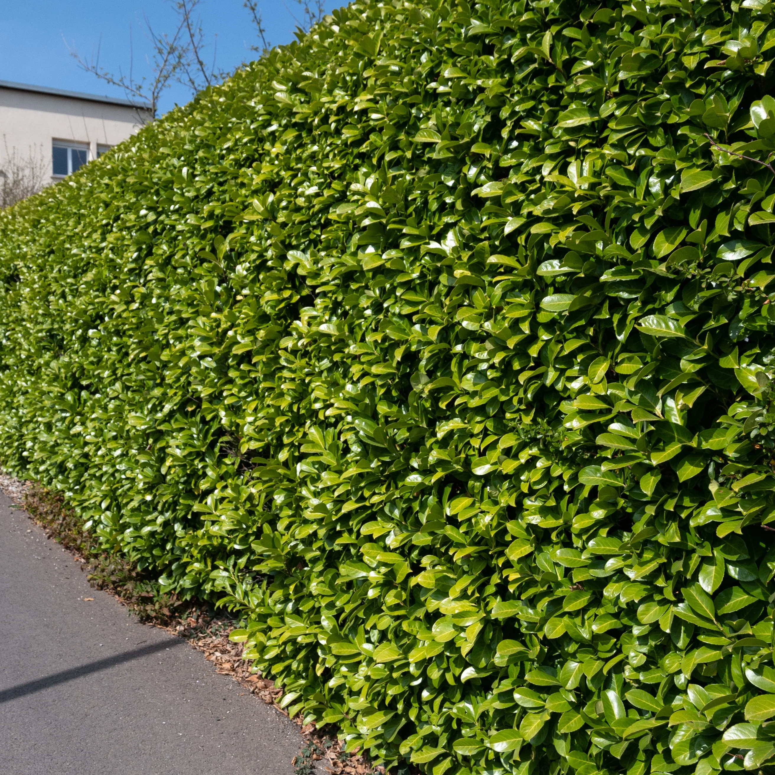 Lorbeerkirsche