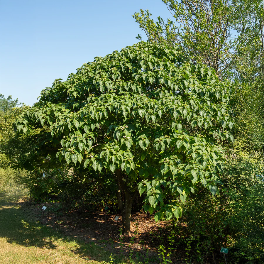 Losbaum (Clerodendrum) - Image 4