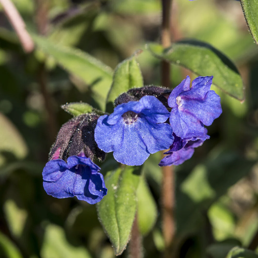 Lungenkraut 'Blue Ensign' - Image 2