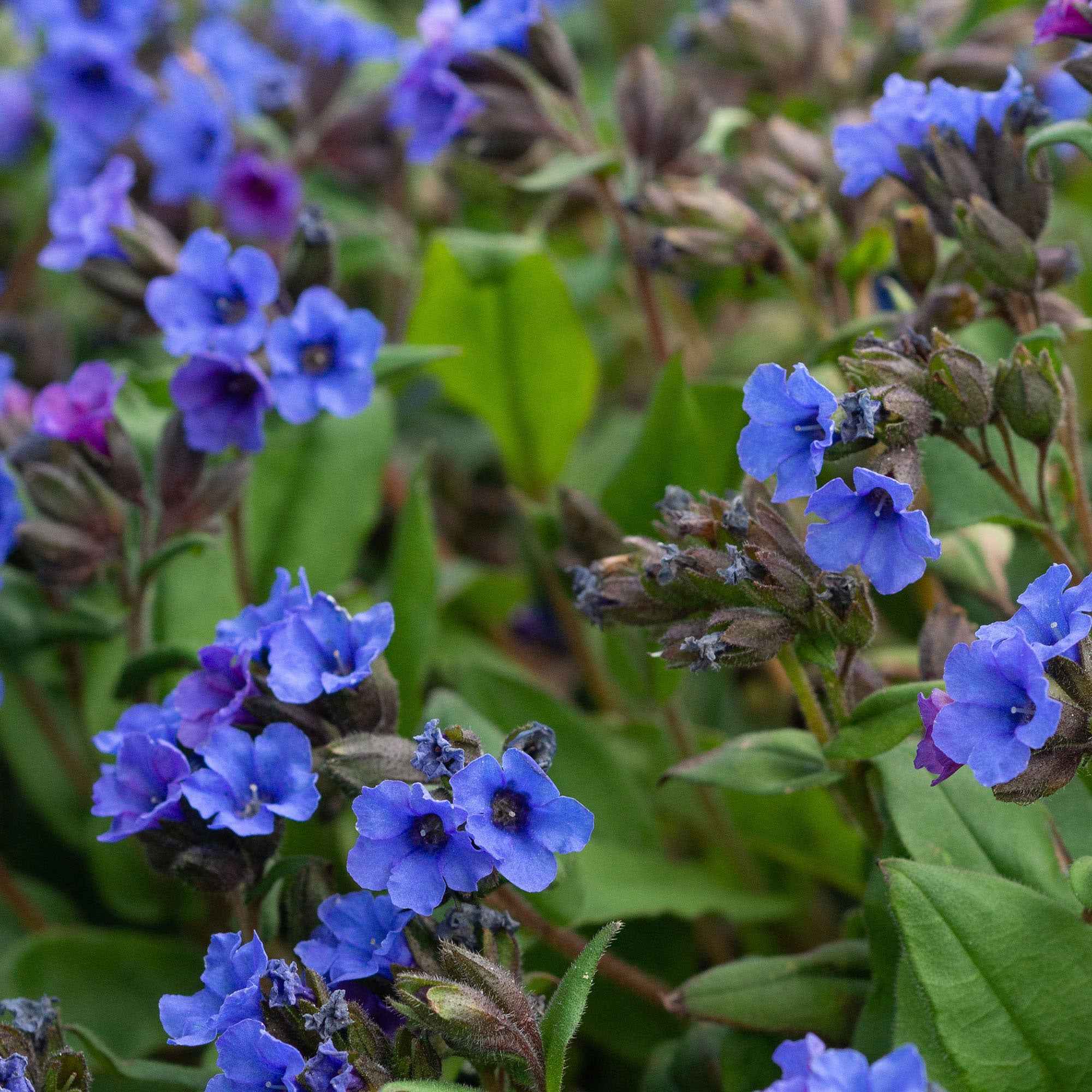 Lungenkraut 'Blue Ensign' - Image 3
