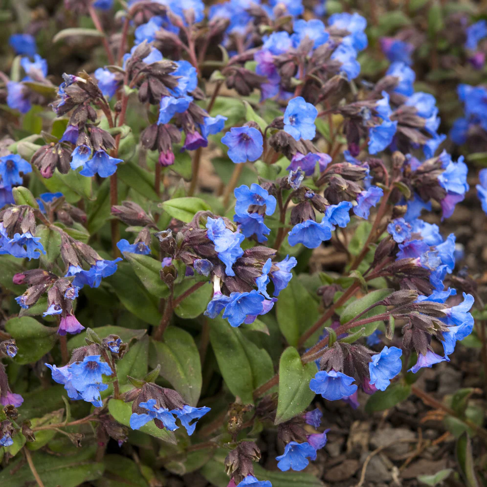 Lungenkraut 'Blue Ensign' - Image 4