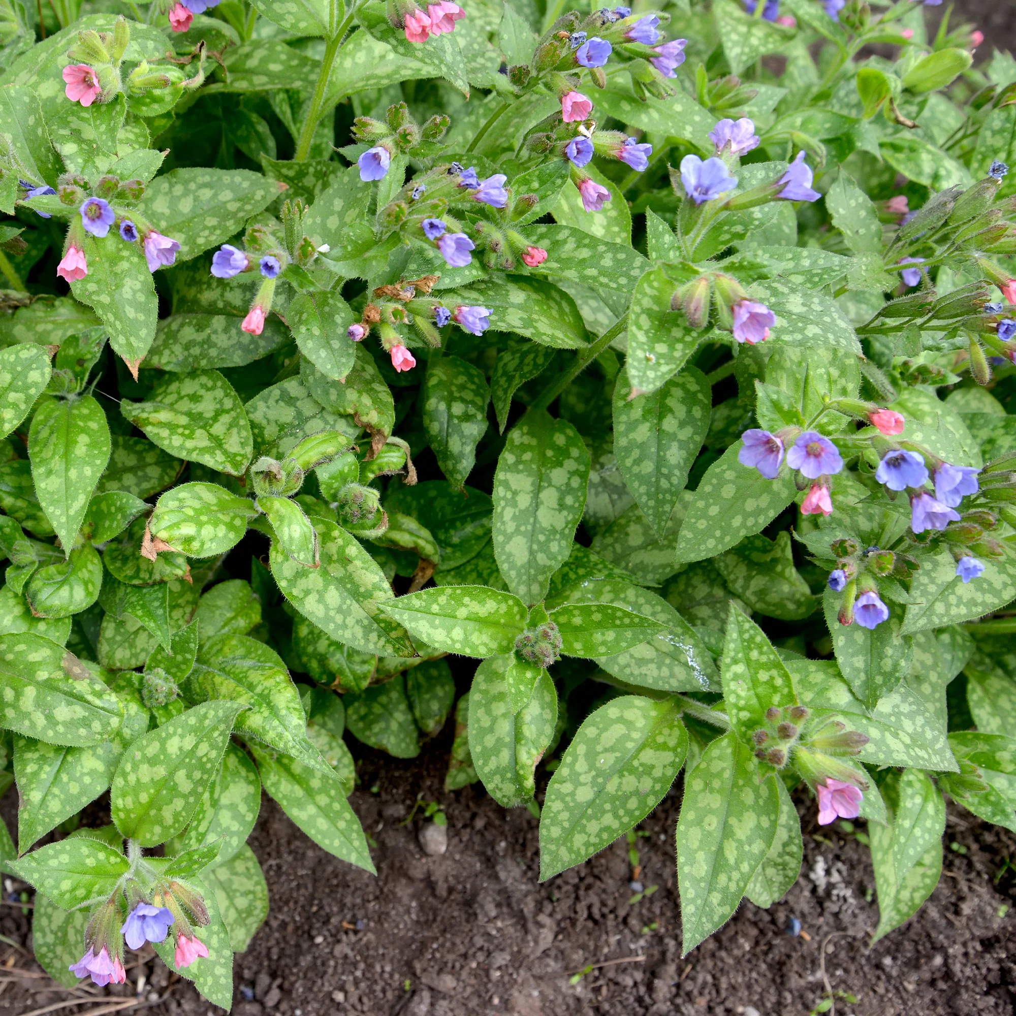 Lungenkraut 'Mrs Moon'