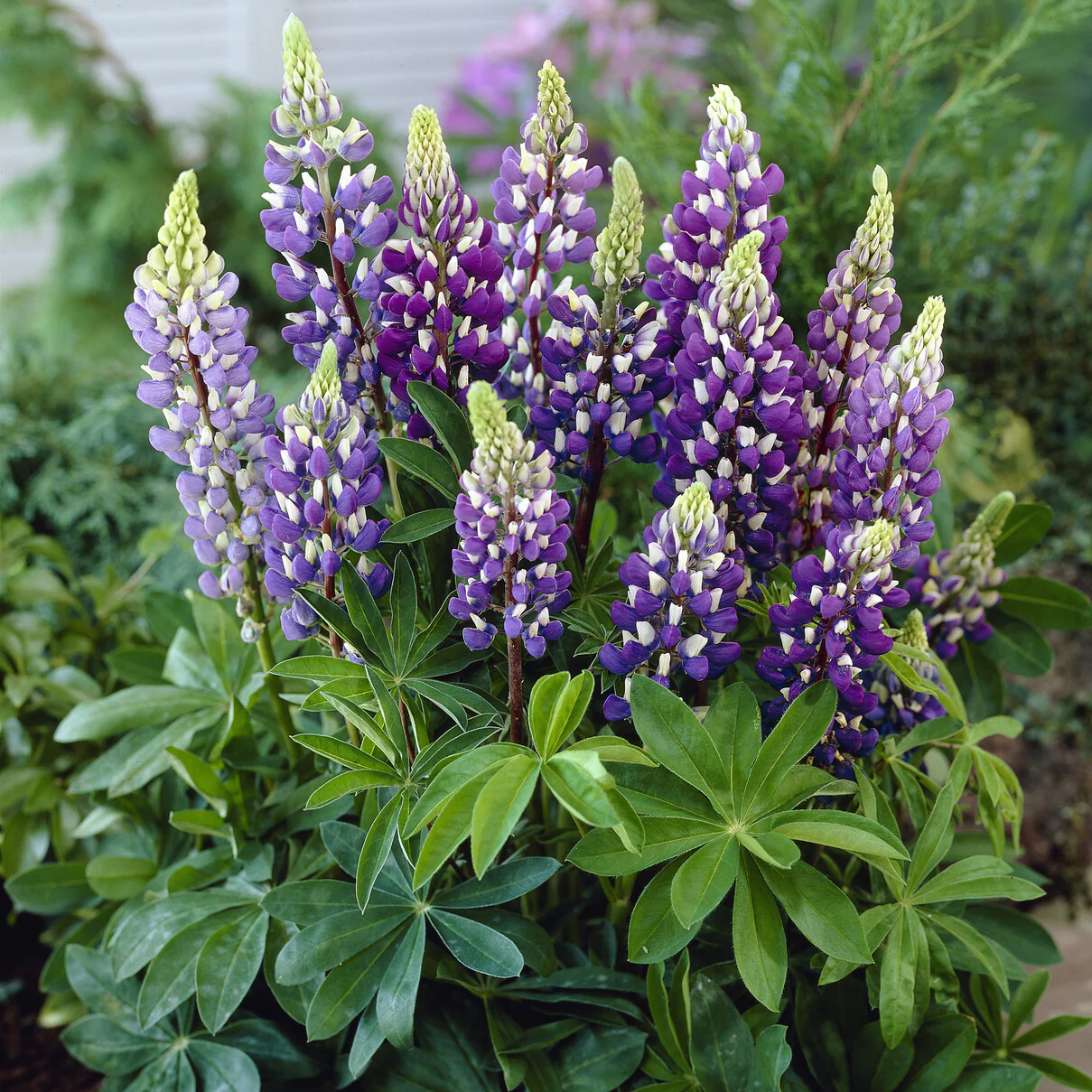 Lupin Gallery Blue - Image 2