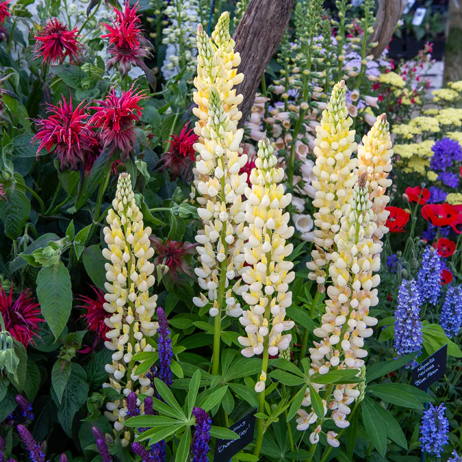 Lupine 'Chandelier'