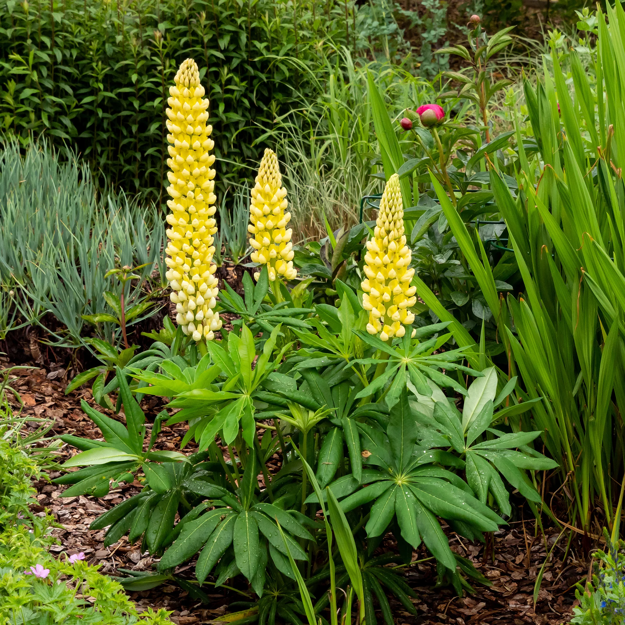 Lupine 'Chandelier' - Image 2