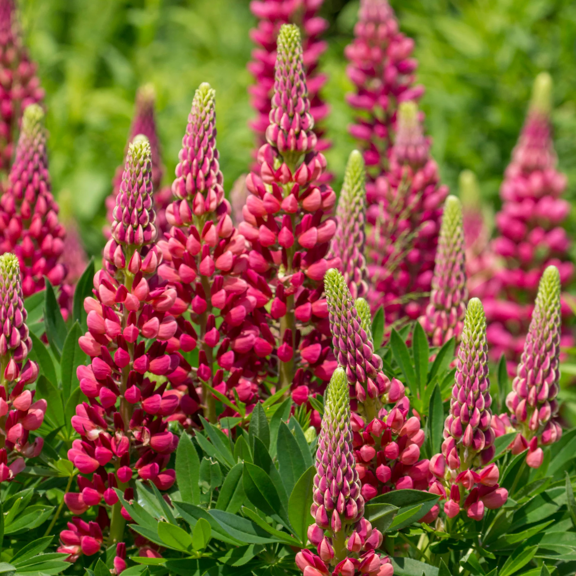 Lupine ‘Gallery Red’ - Image 3