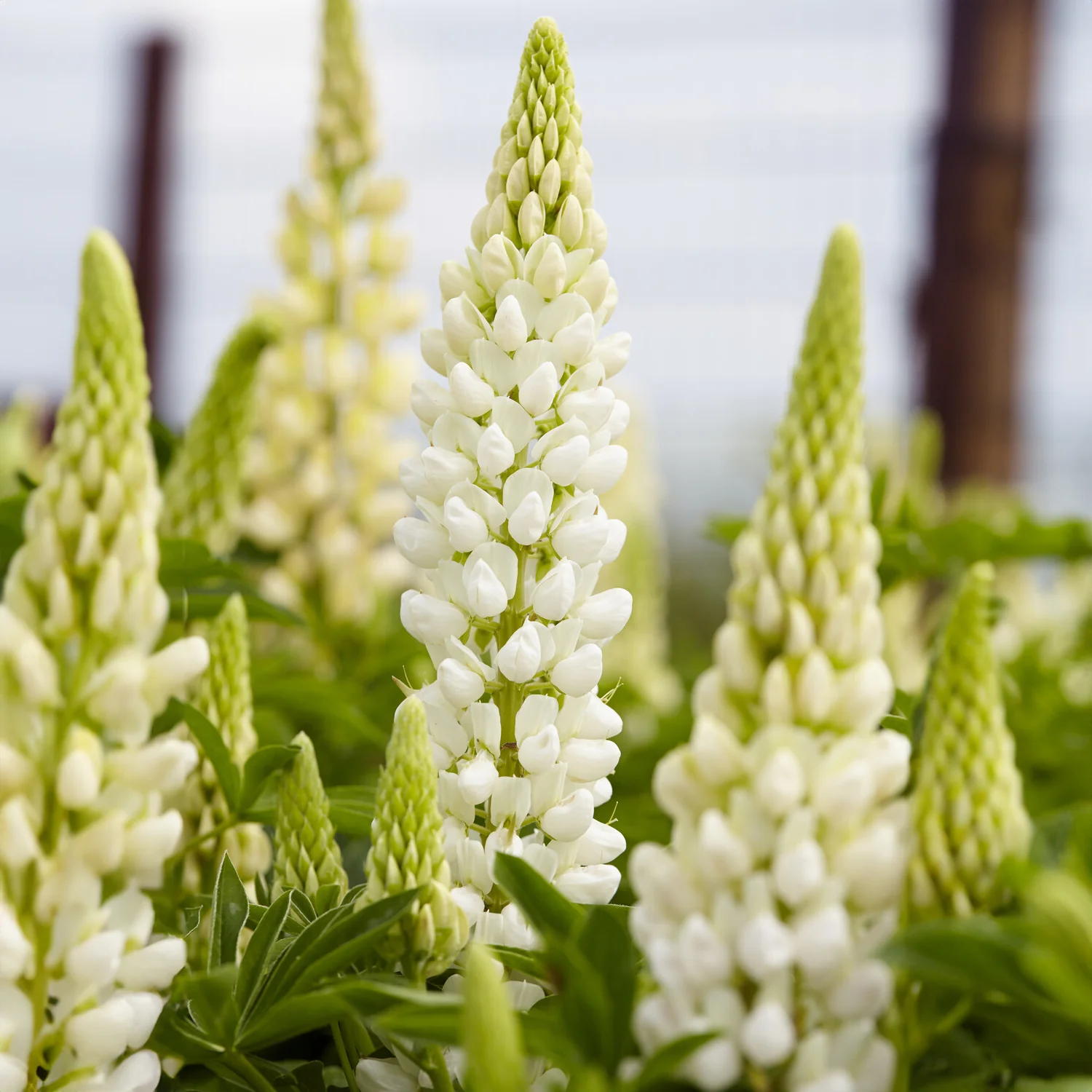 Lupine 'Gallery Weiß'