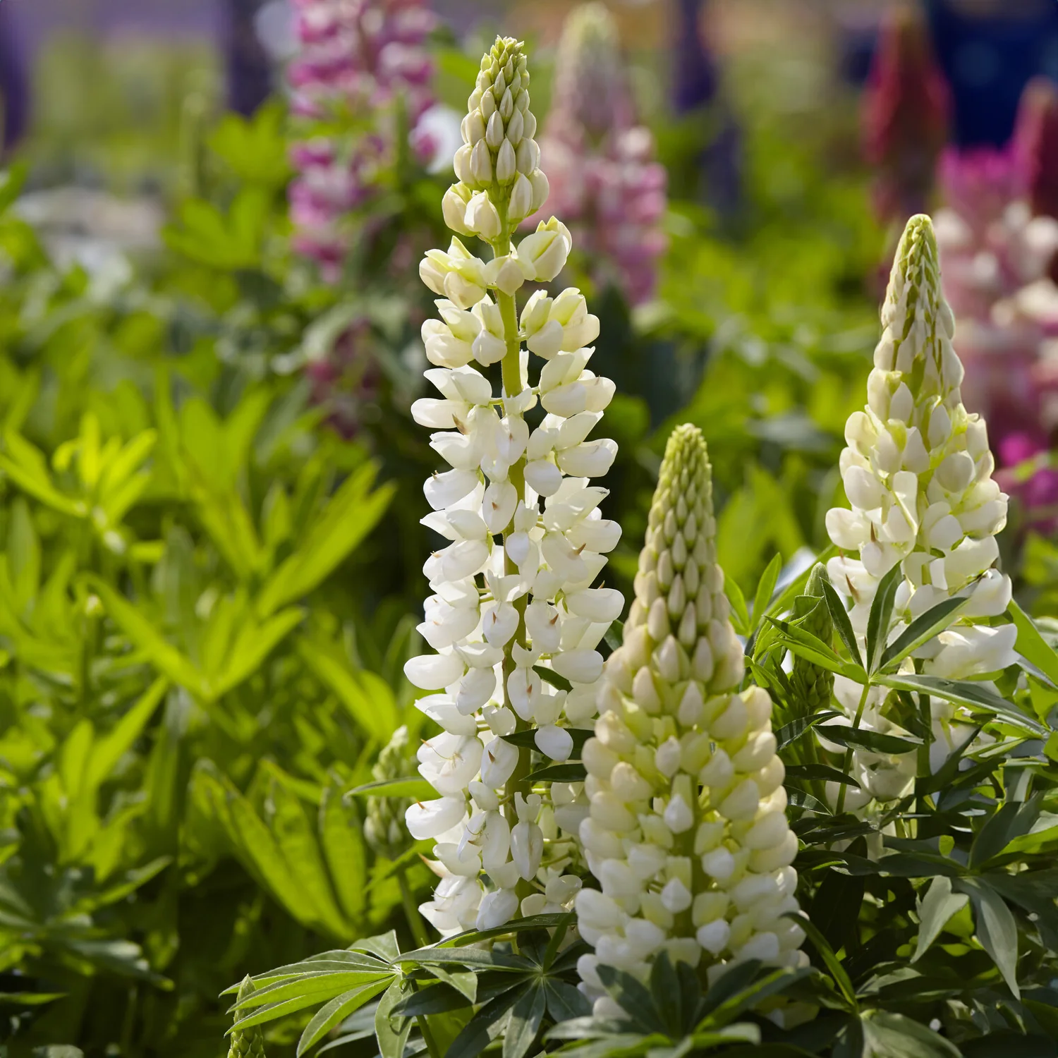 Lupine 'Gallery Weiß' - Image 2