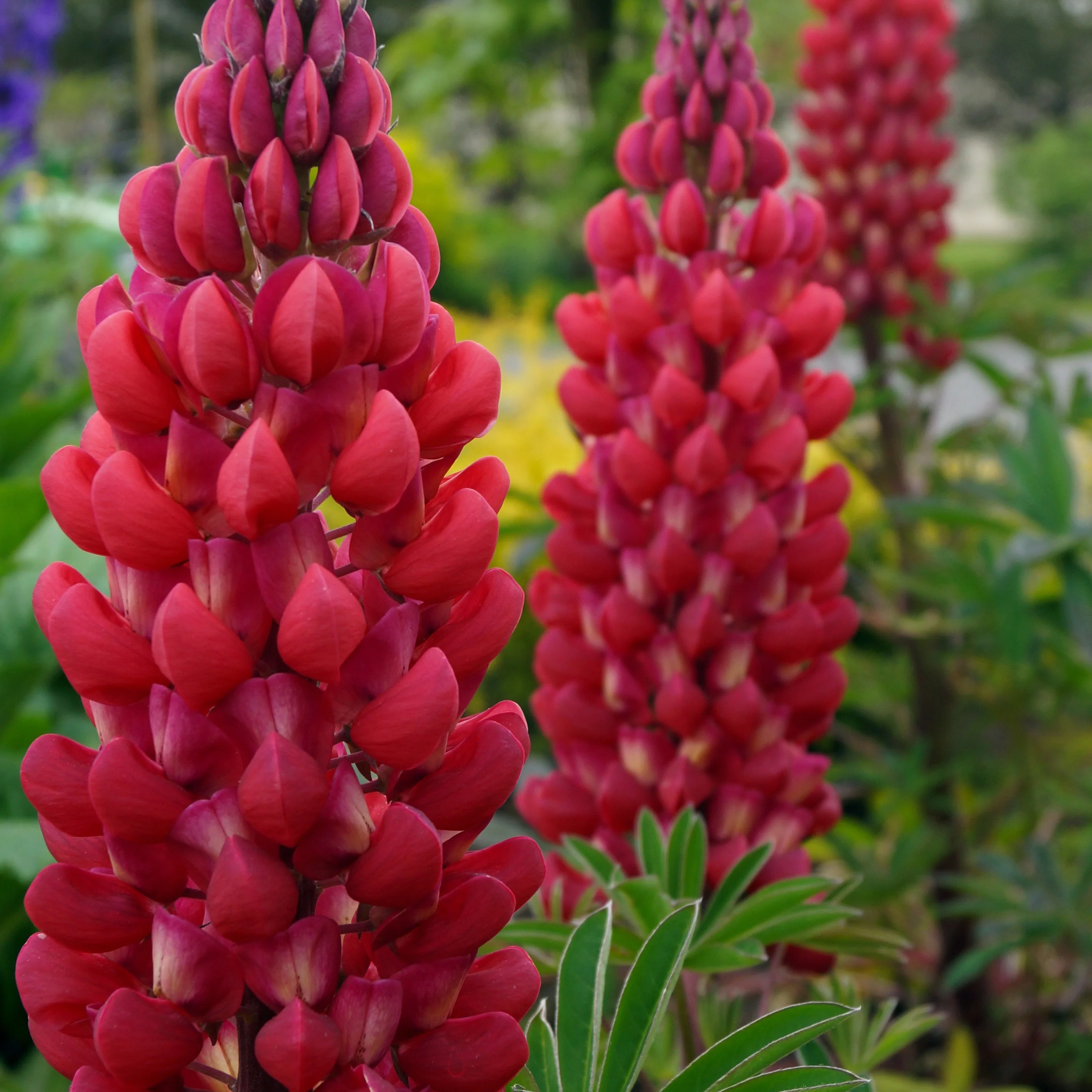 Lupine ‘Russell Red’ (x3)
