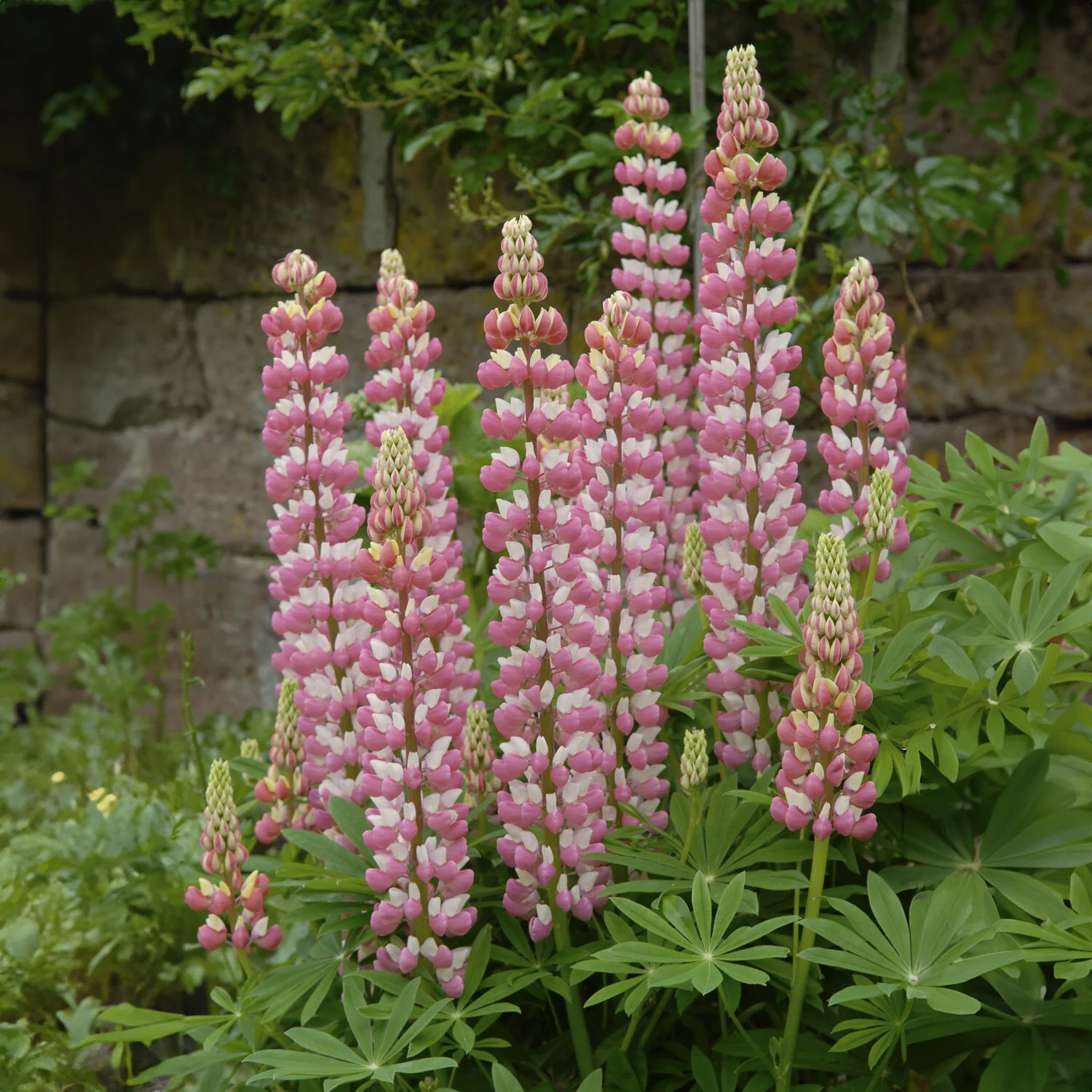 Lupine ‘The Chatelaine’ - Image 4