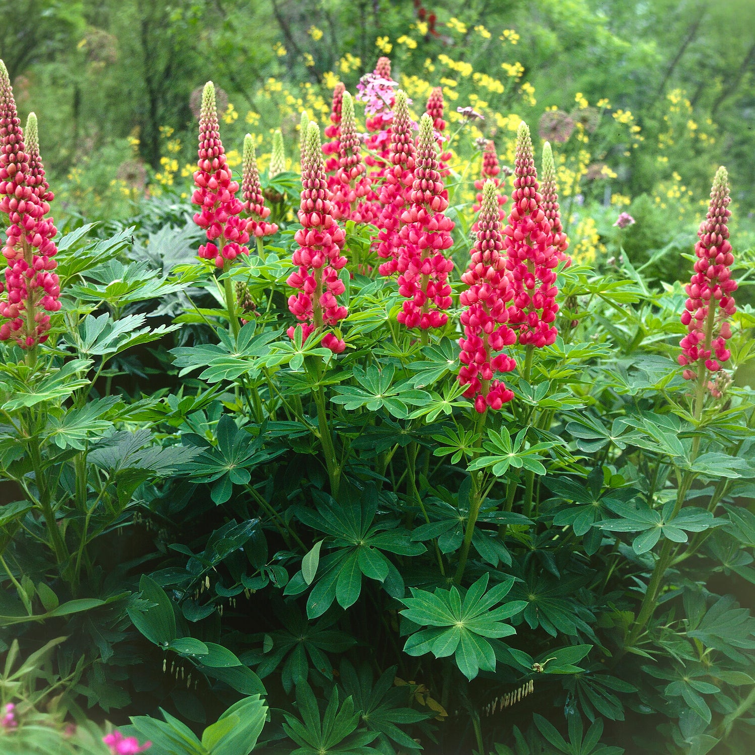 Lupine The Pages - Image 4