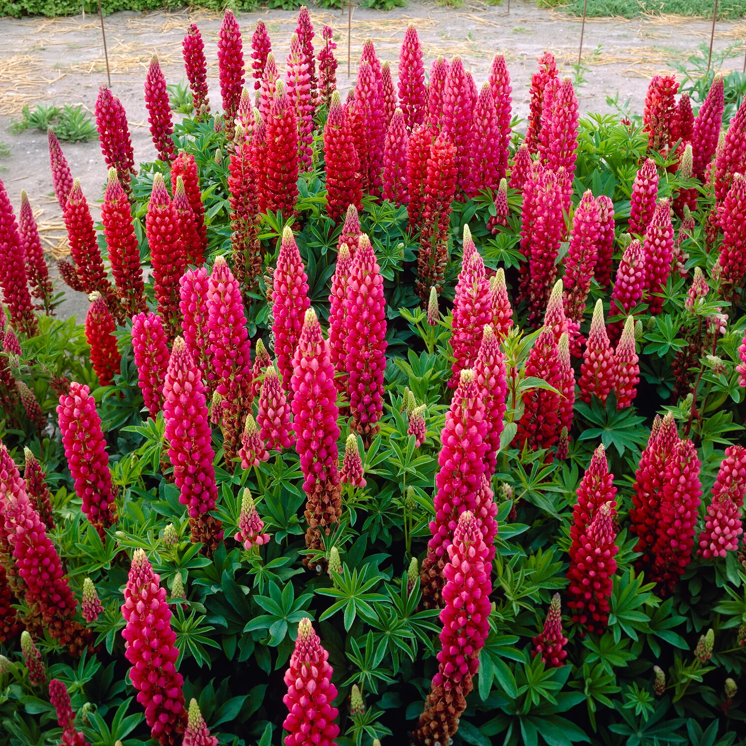 Lupine The Pages - Image 5